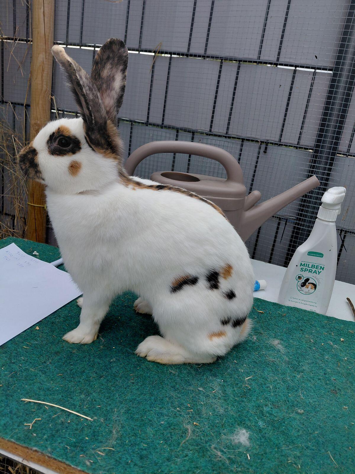 Zuchtgruppe Rheinischer Schecken 3