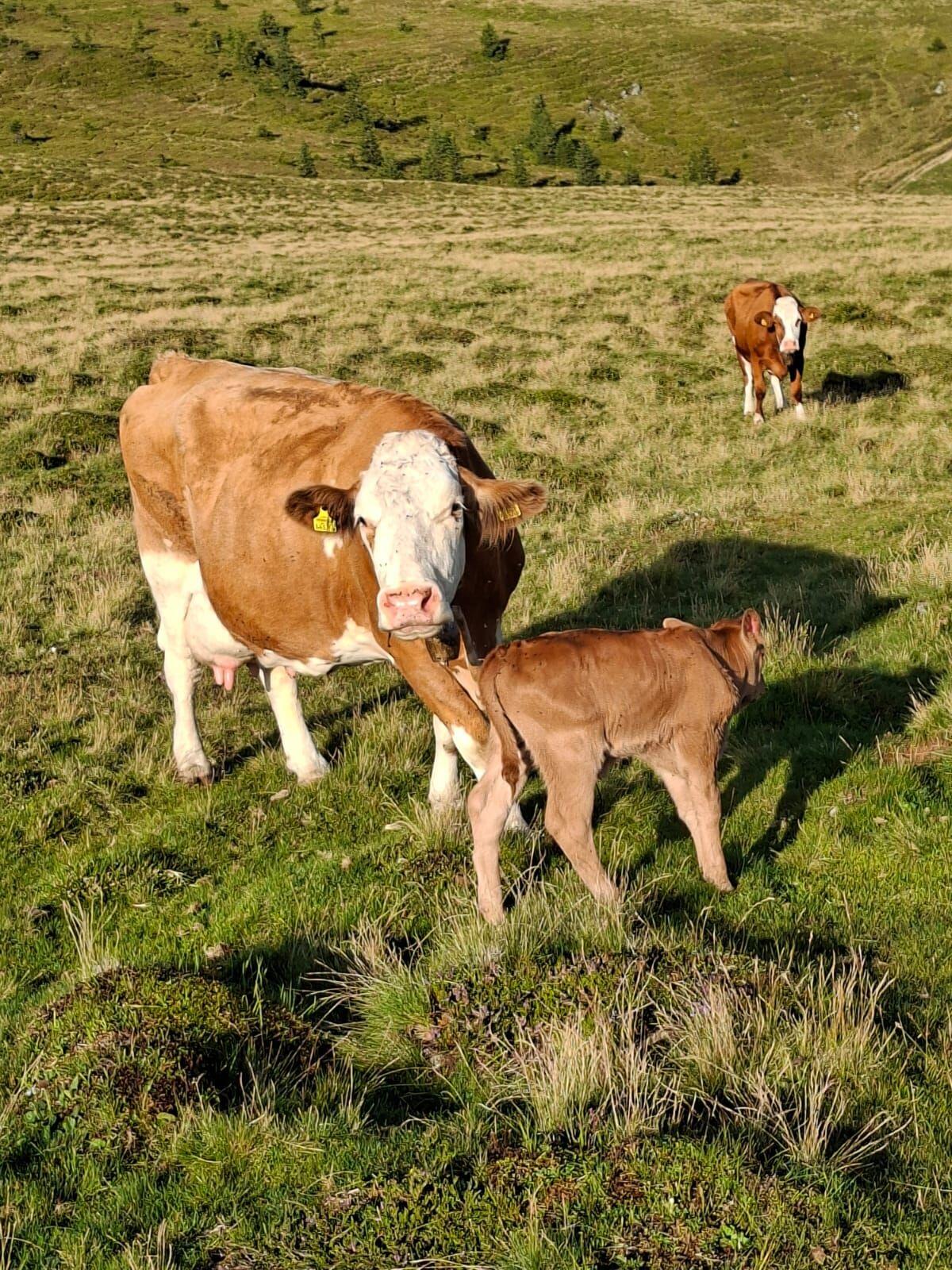 Kaufe Nutz- und Schlachtvieh 3