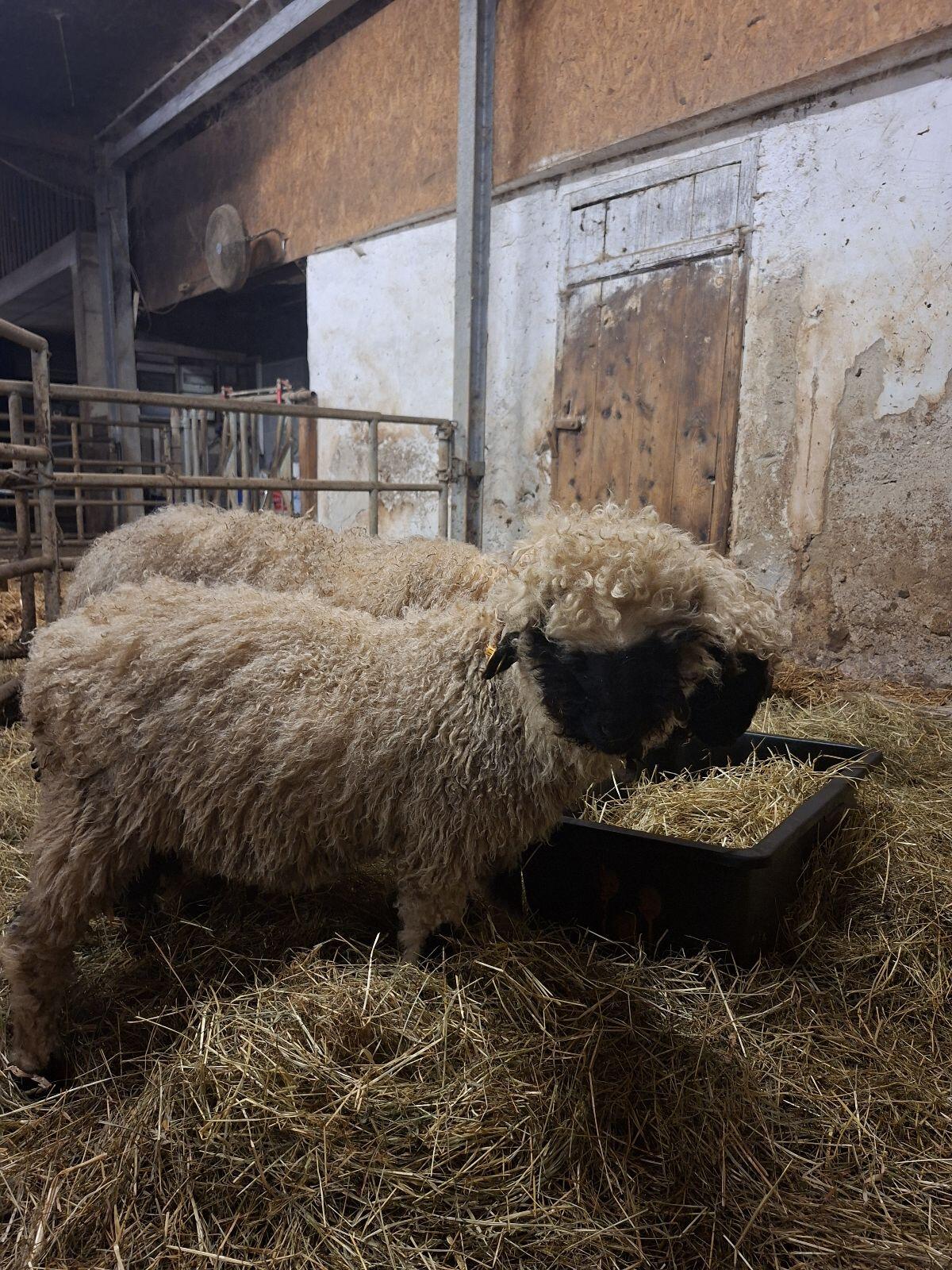 Walliser Schwarznasenschafe 2