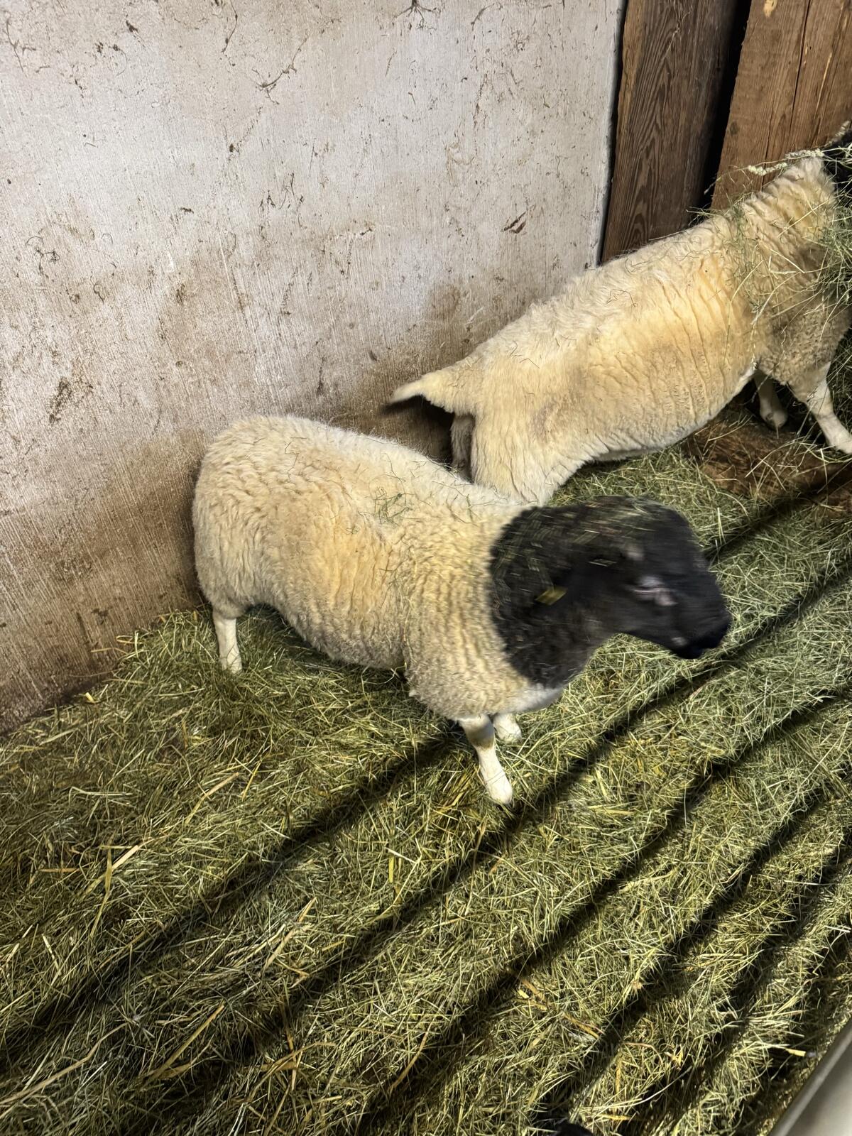 Dorper Widder Hb fähig Bio 3