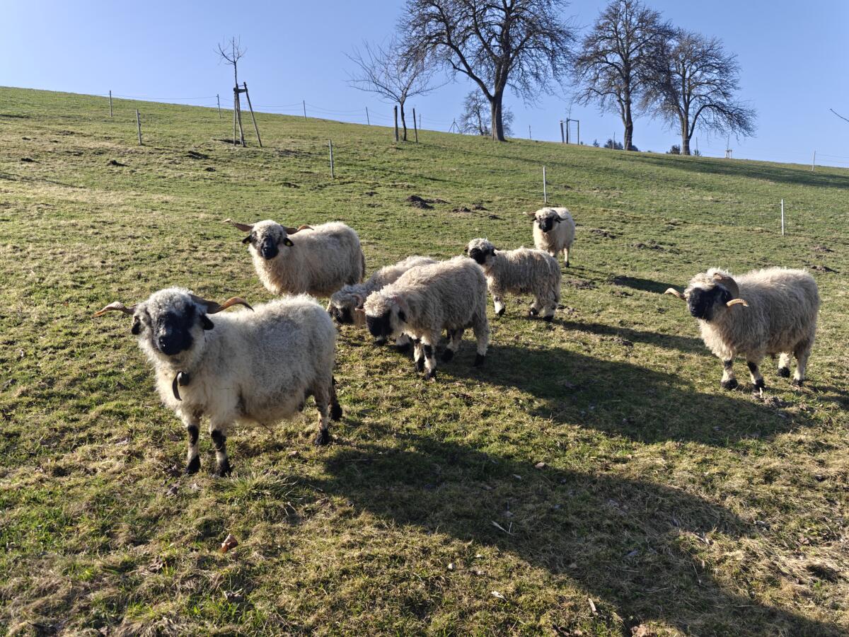 Walliser Schwarznasen Schwarznasenschafe 3
