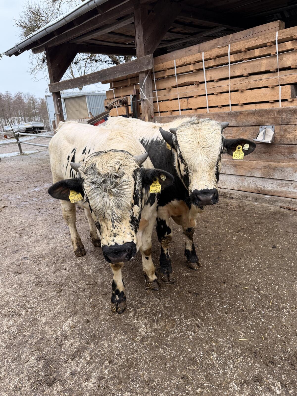 Pustertaler Sprinzen Stier 3