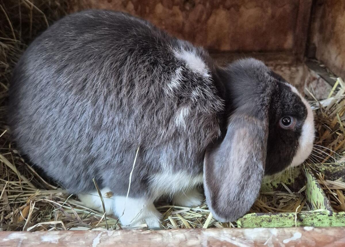 Zwerghase Mini-Lop-Widder 2