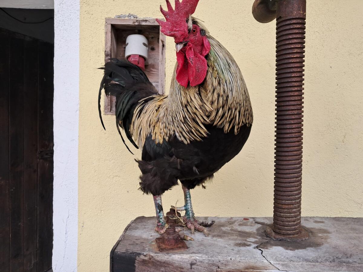 Grünleger-Mix Hahn 3