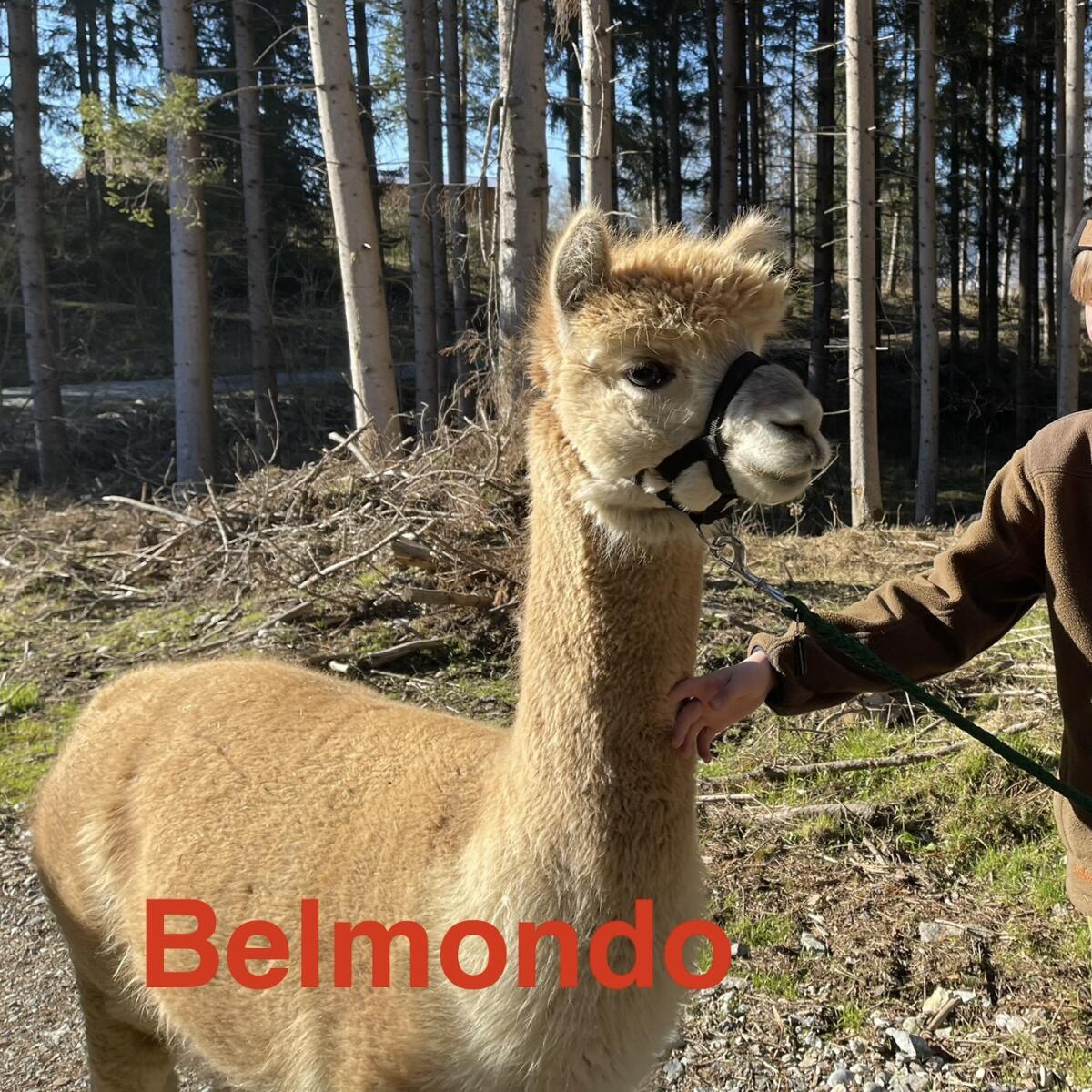 Alpakawallach halfterführig 2