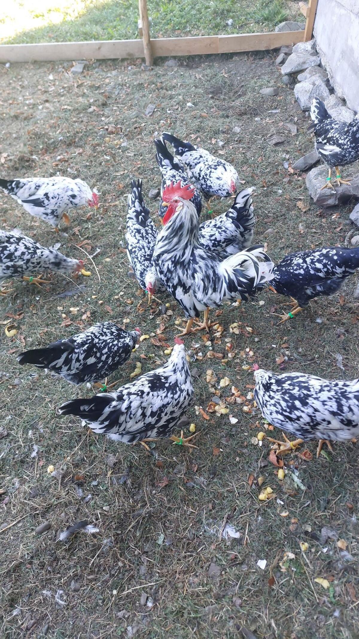 Bruteier Leghorn Exchequer Huhn 3