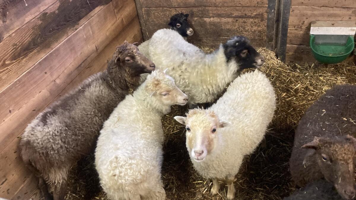 Quessant Zwergschafe 2