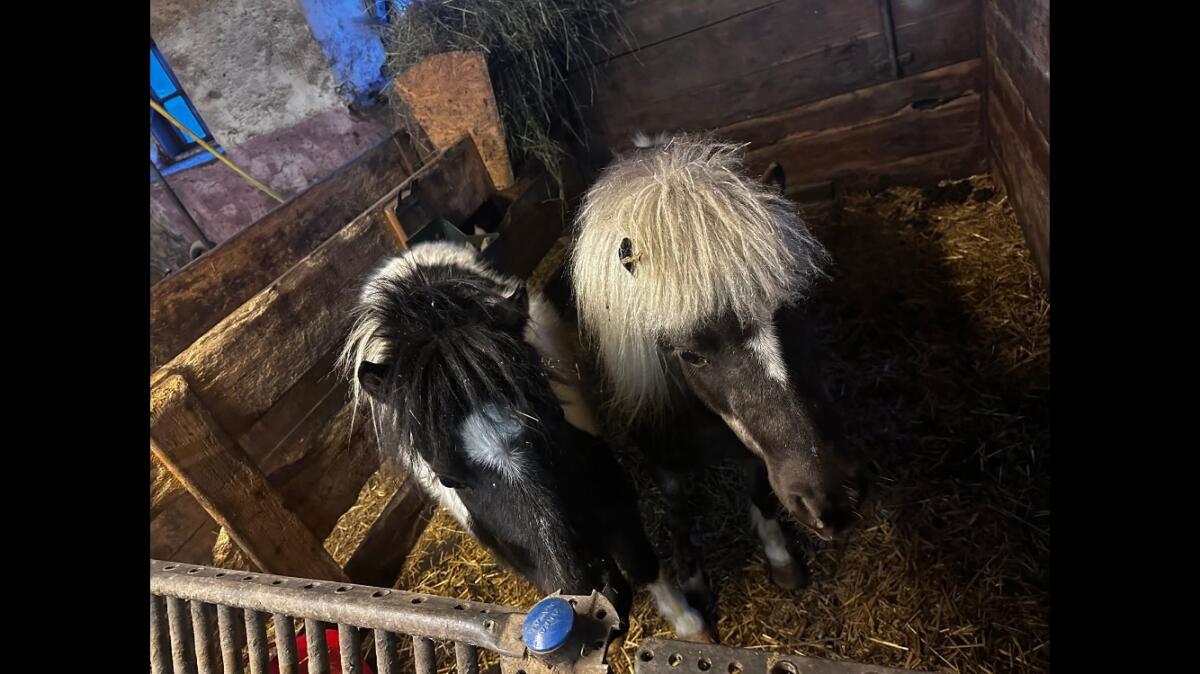 American Mini Pferd 3