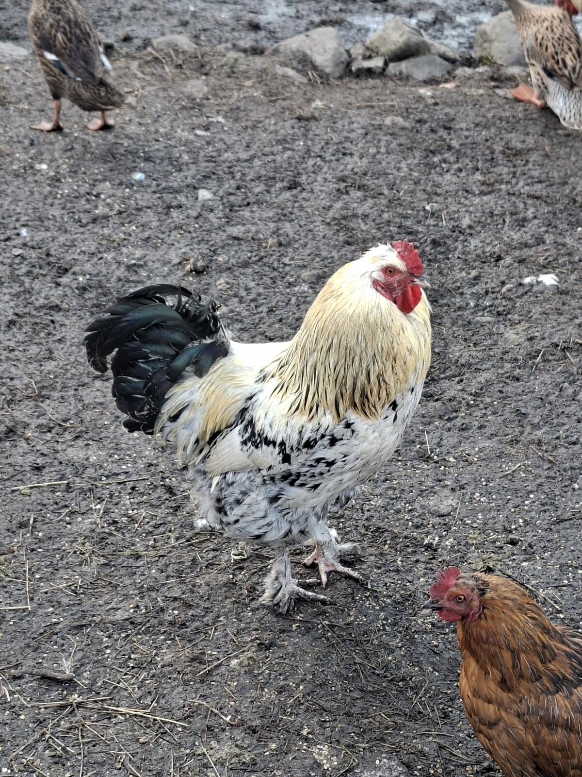 Brahmahähne 3