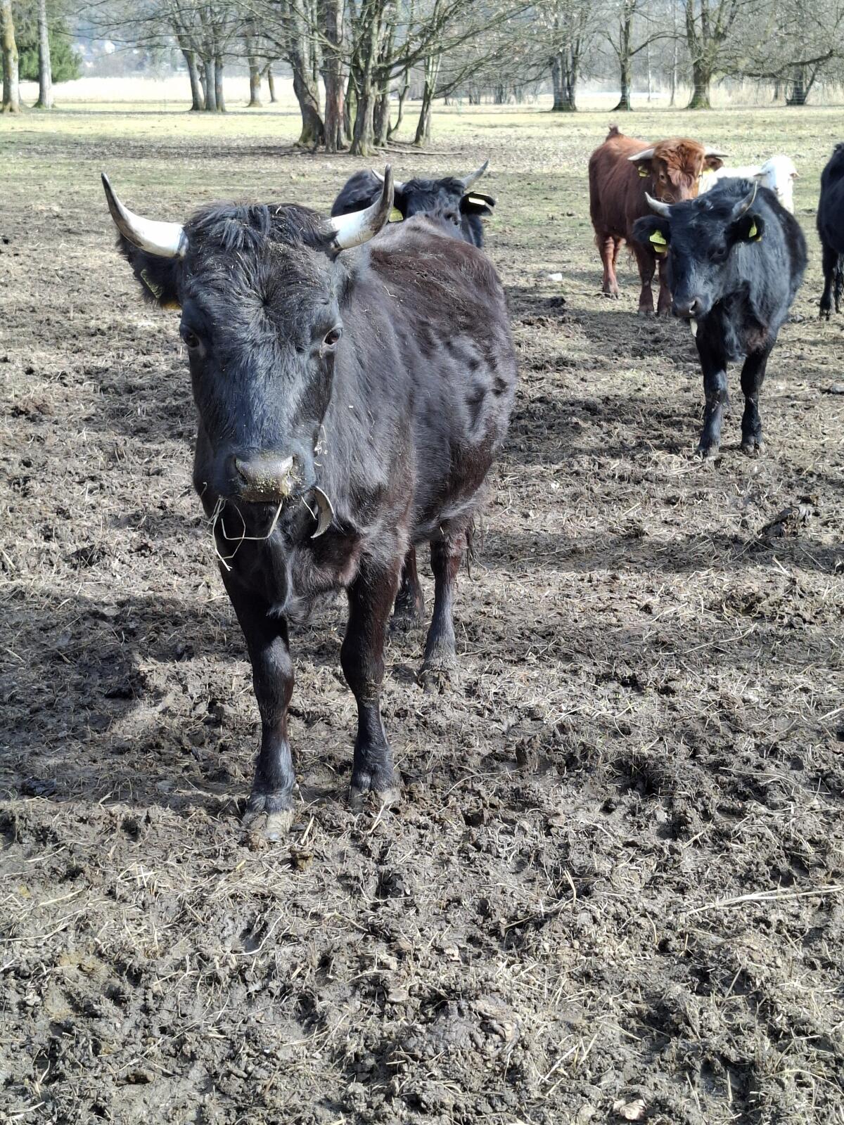 Dexter Kuh tragend 2