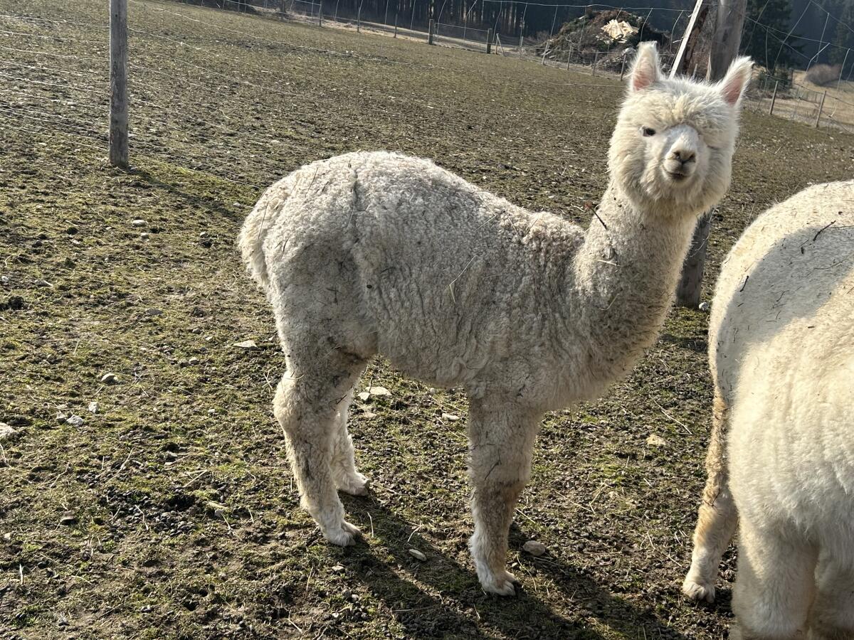 Alpaka Hengst, Wallach 3