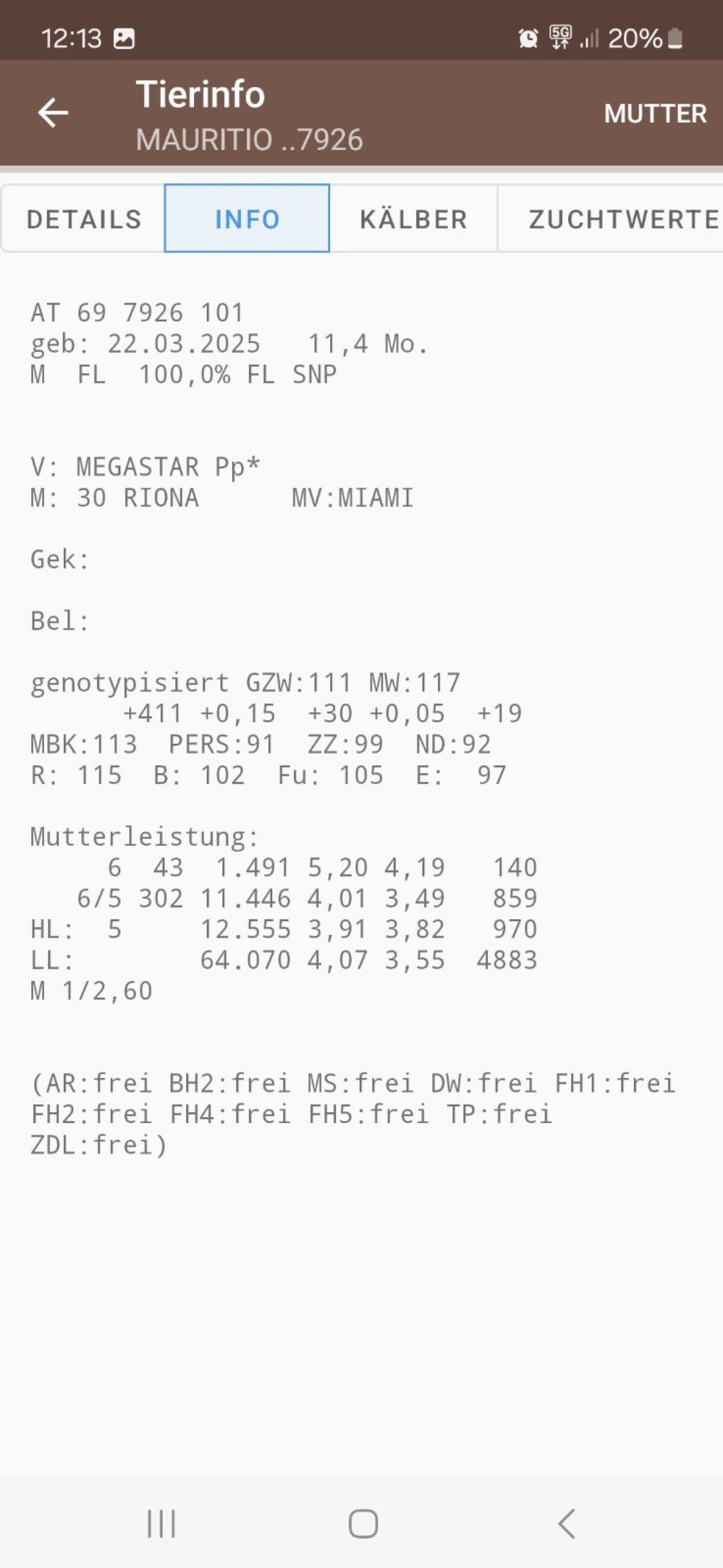 Fleckvieh Zuchtstiere 3