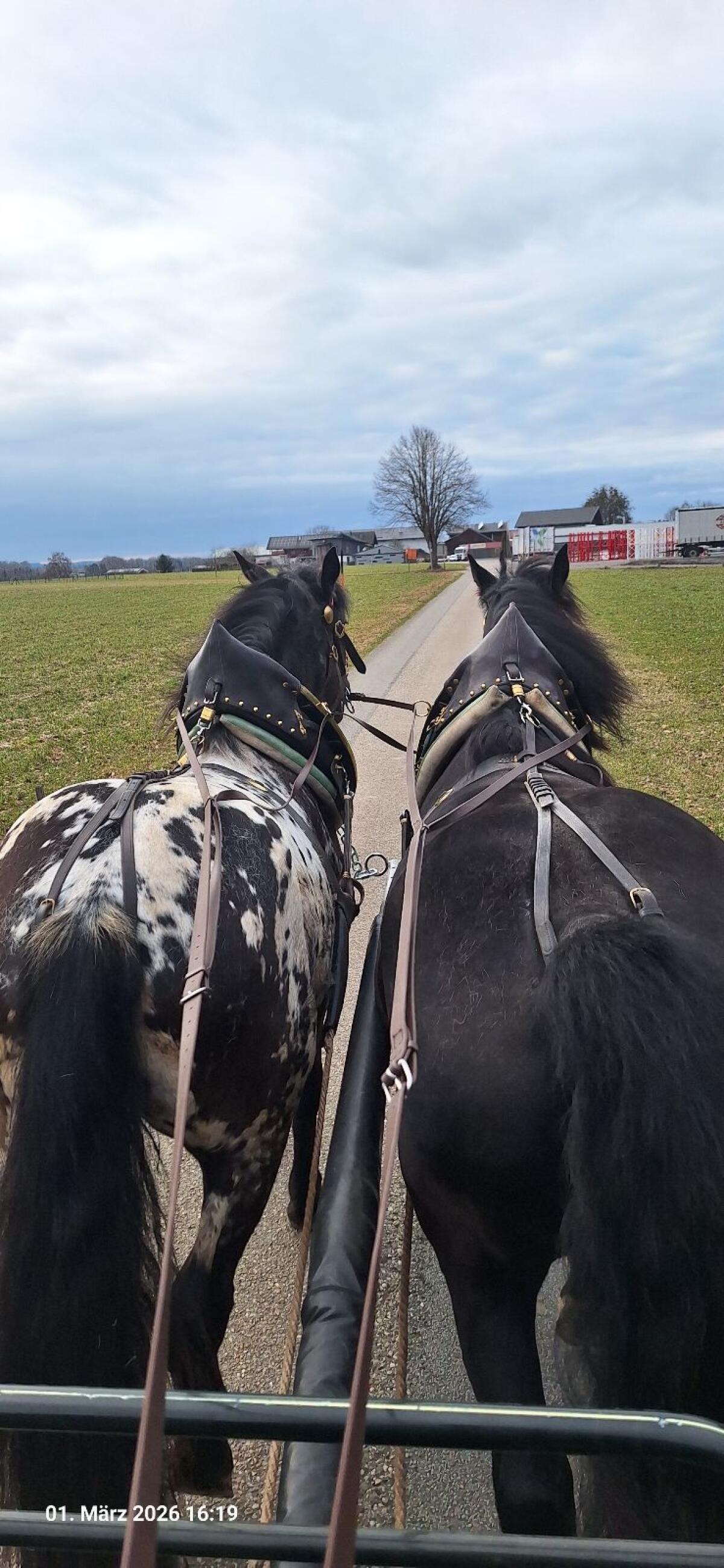 Noriker Tiger Stute 3