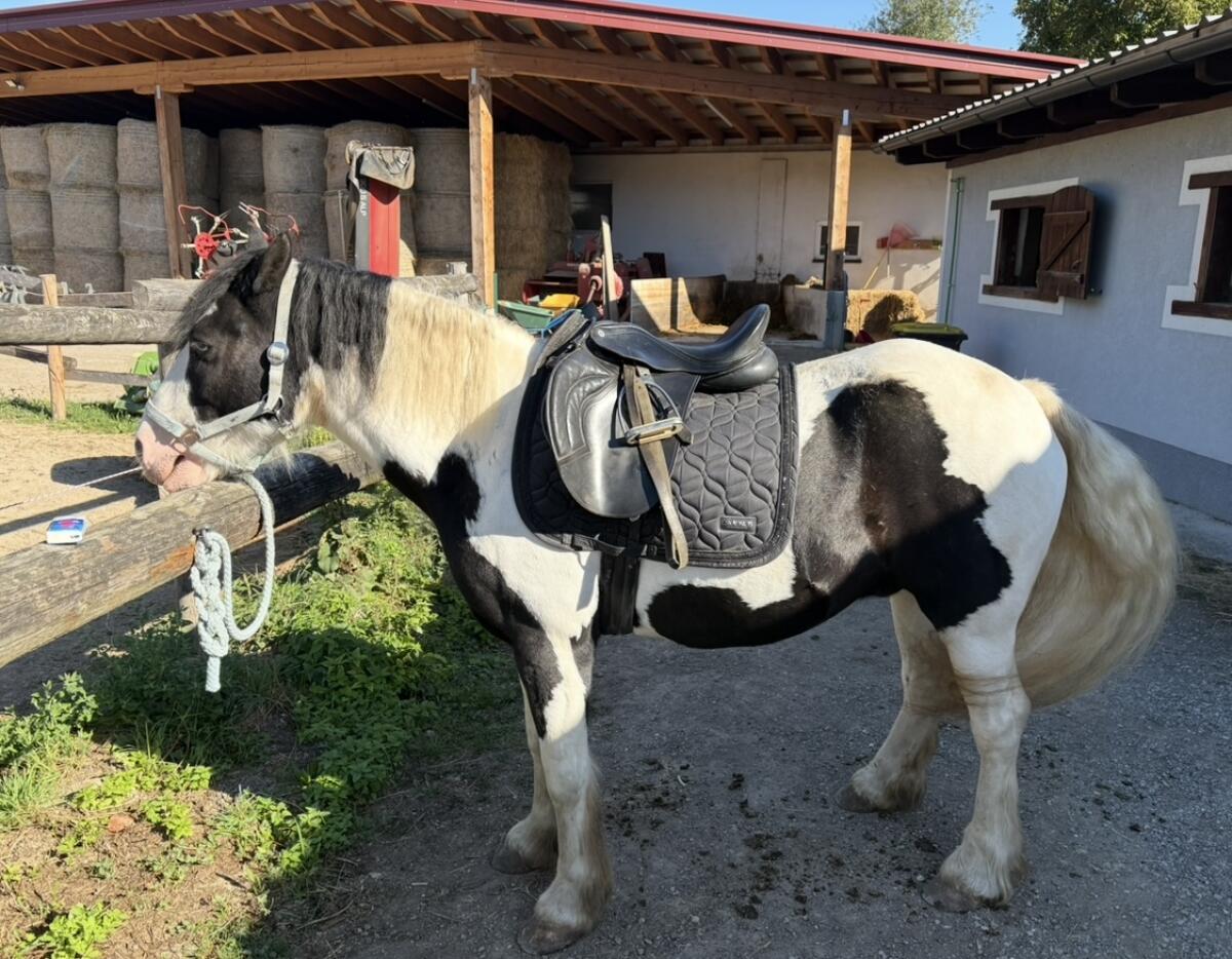 Tinker/Irish Cob Amberwoods Casper 3