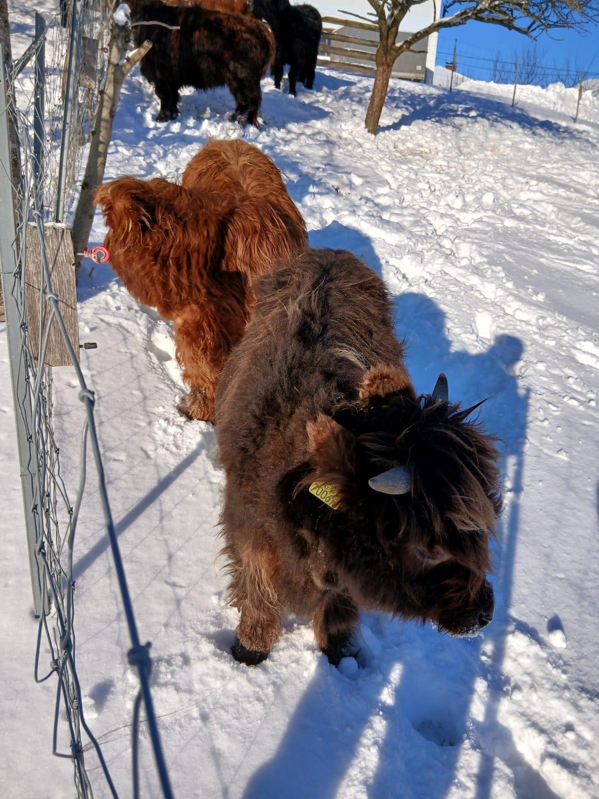 Hochland Jungstier 2