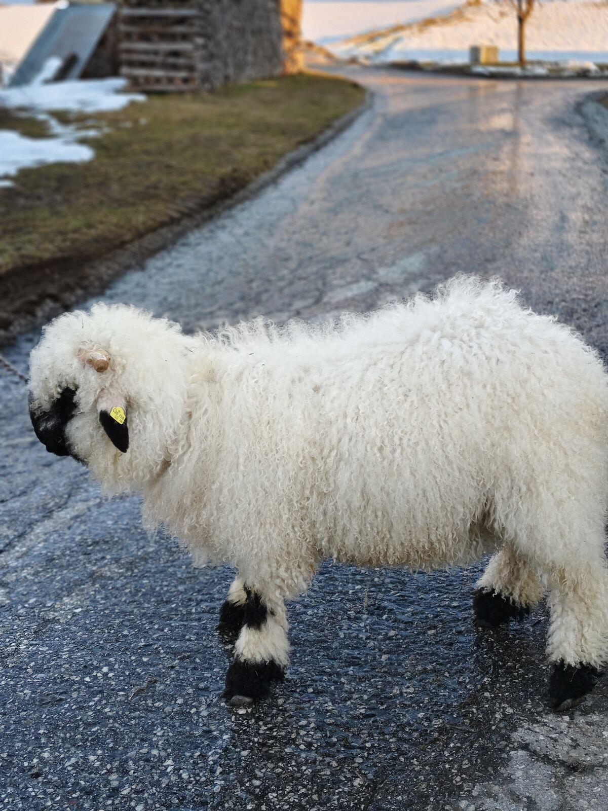 Walliser Schwarznasen Lamm 2