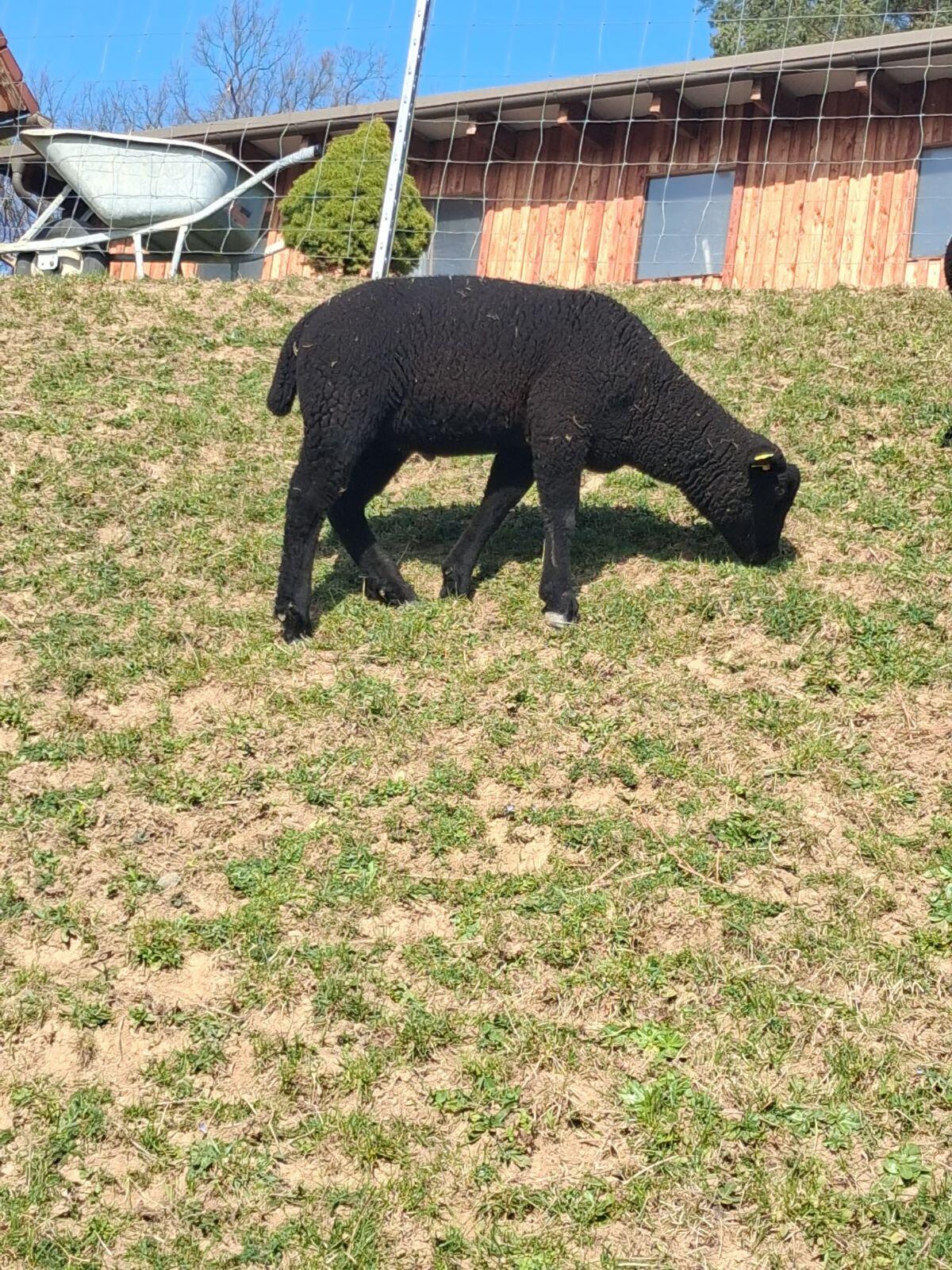 Jura Lämmer männlich 3