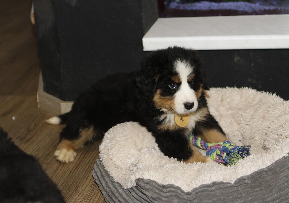 Swissy Hündin Langhaar Mini Berner 2