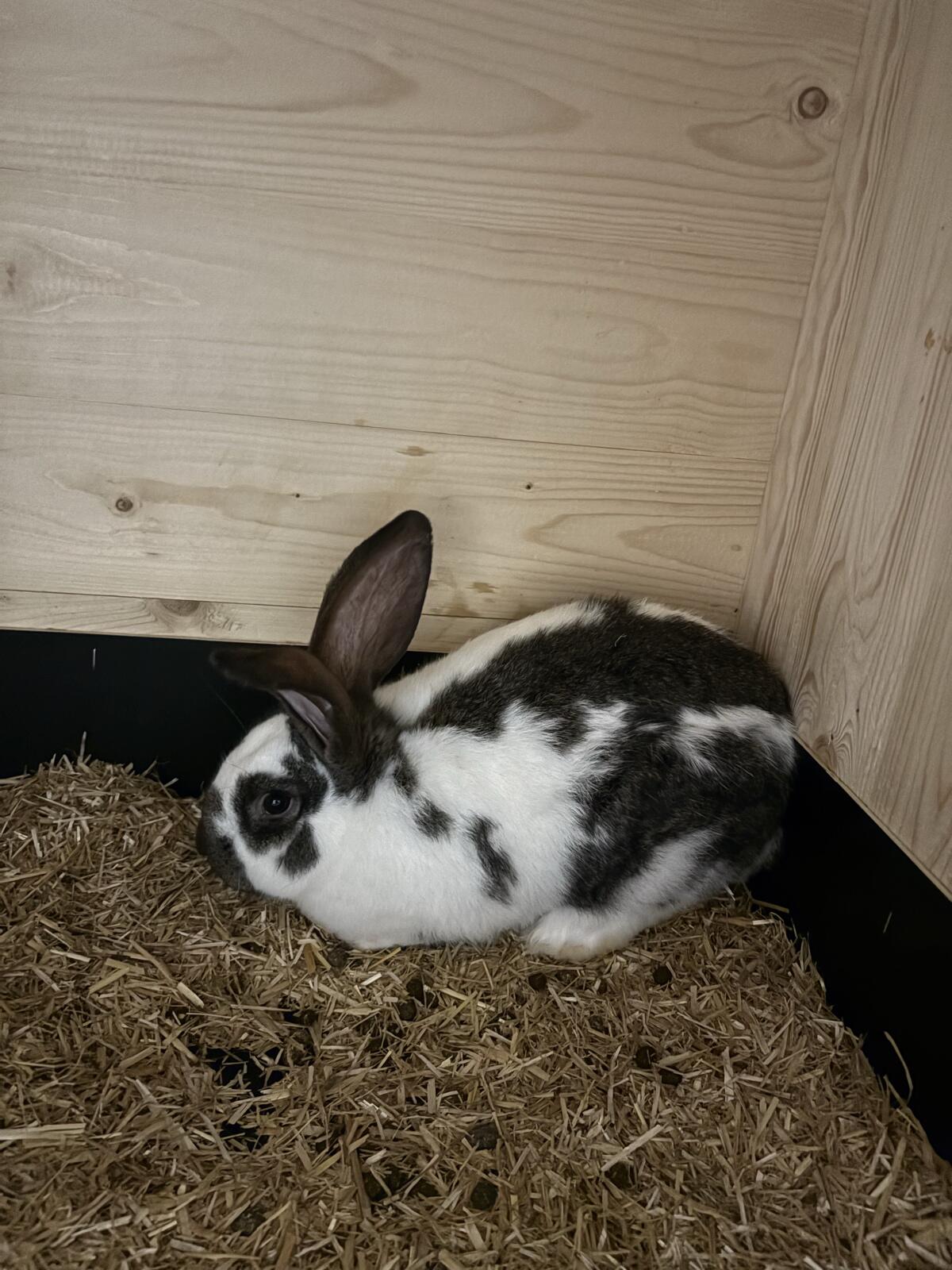 Riesenscheck Kaninchen 2