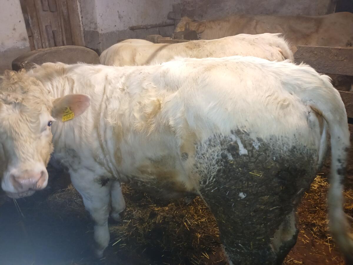 Bio Charolais-Stier 3