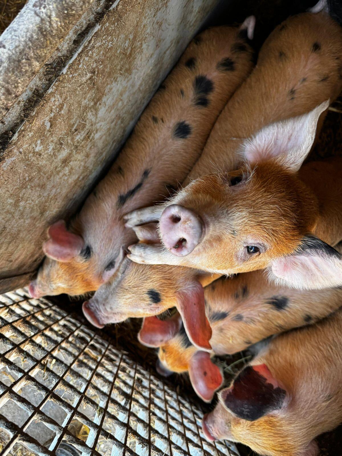 Duroc und Duroc Mix Ferkel 2