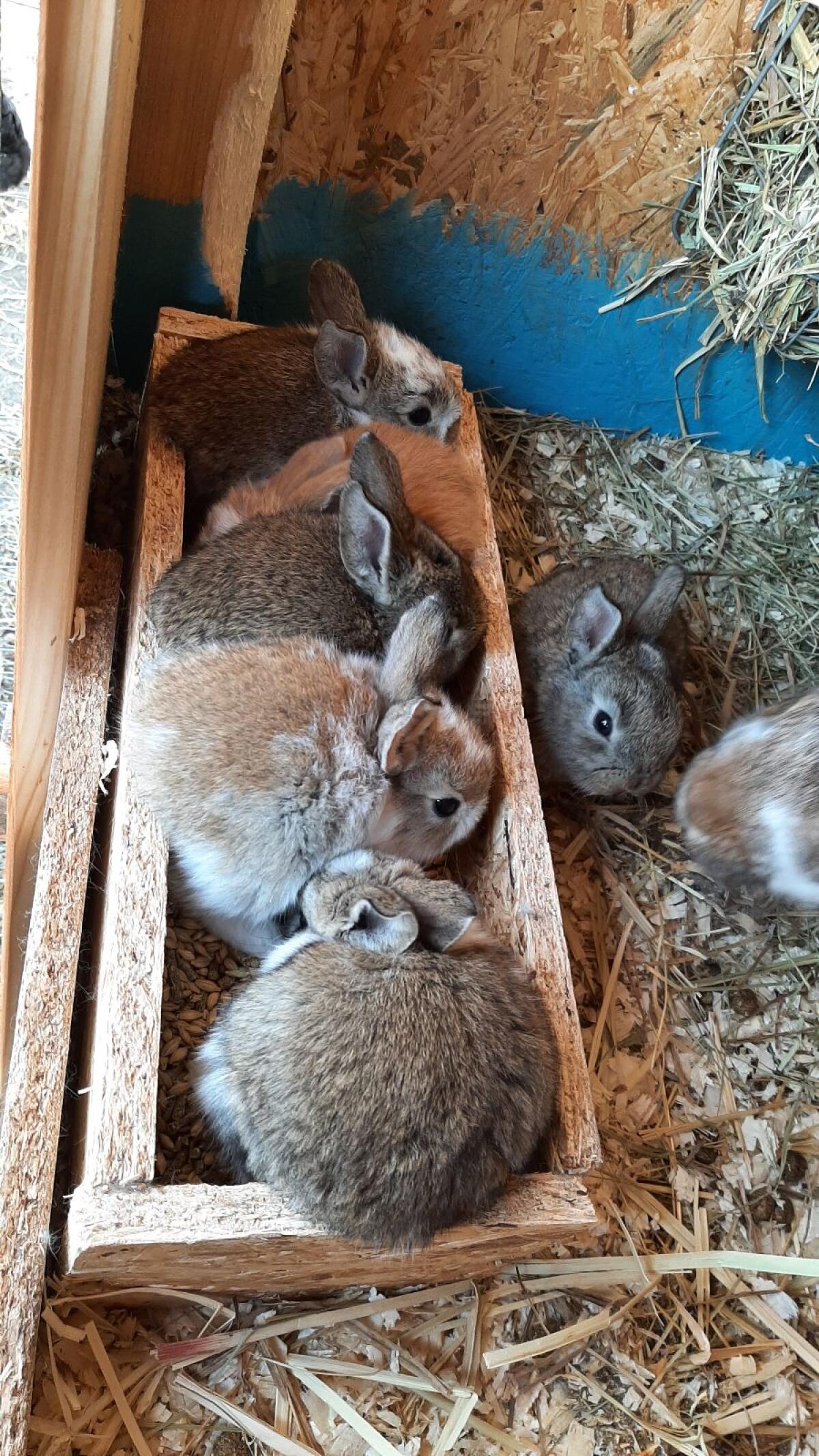 Riesenscheck-Mix-Kaninchen 2