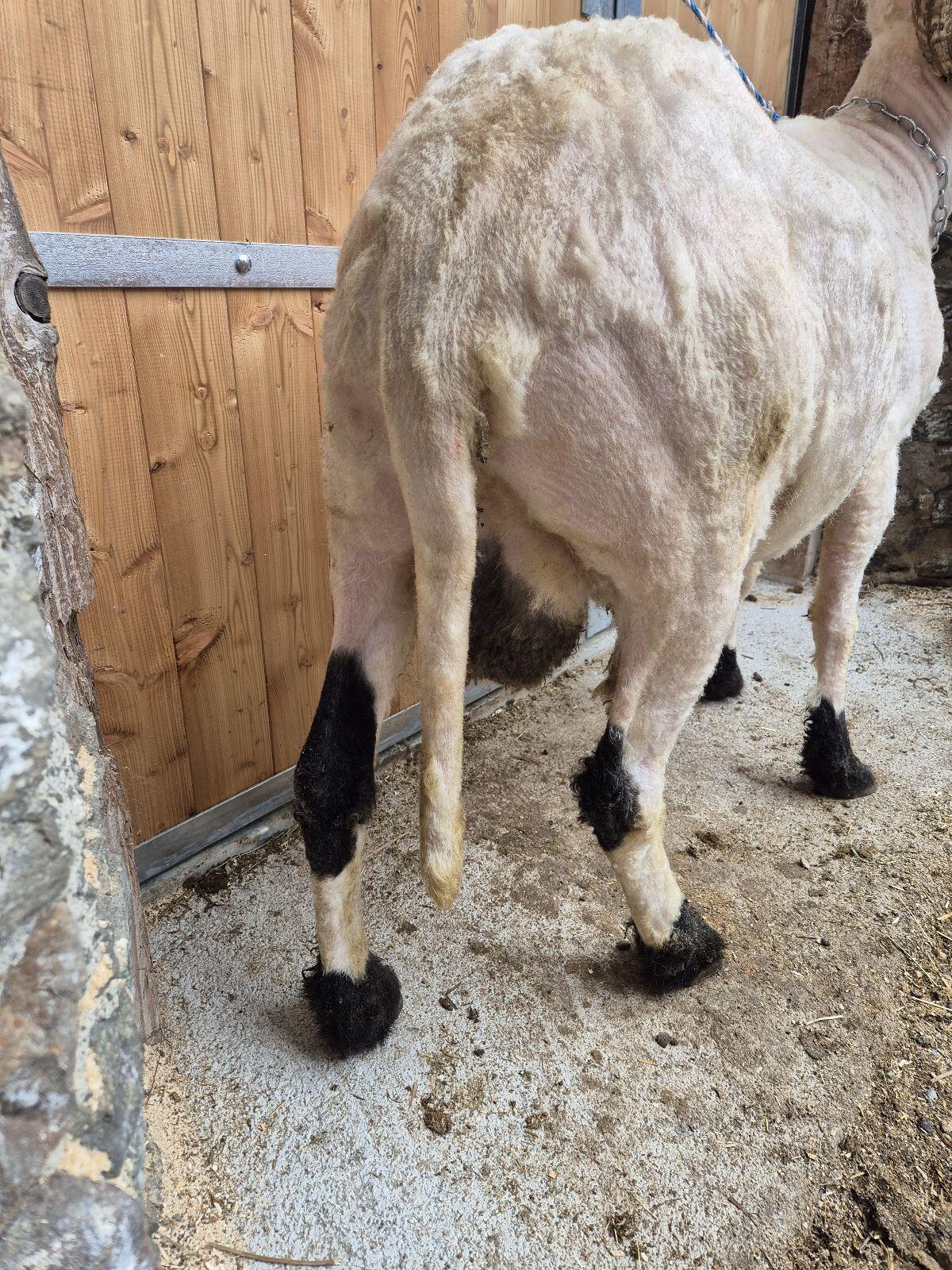 Walliser Schwarznasen Widder 3