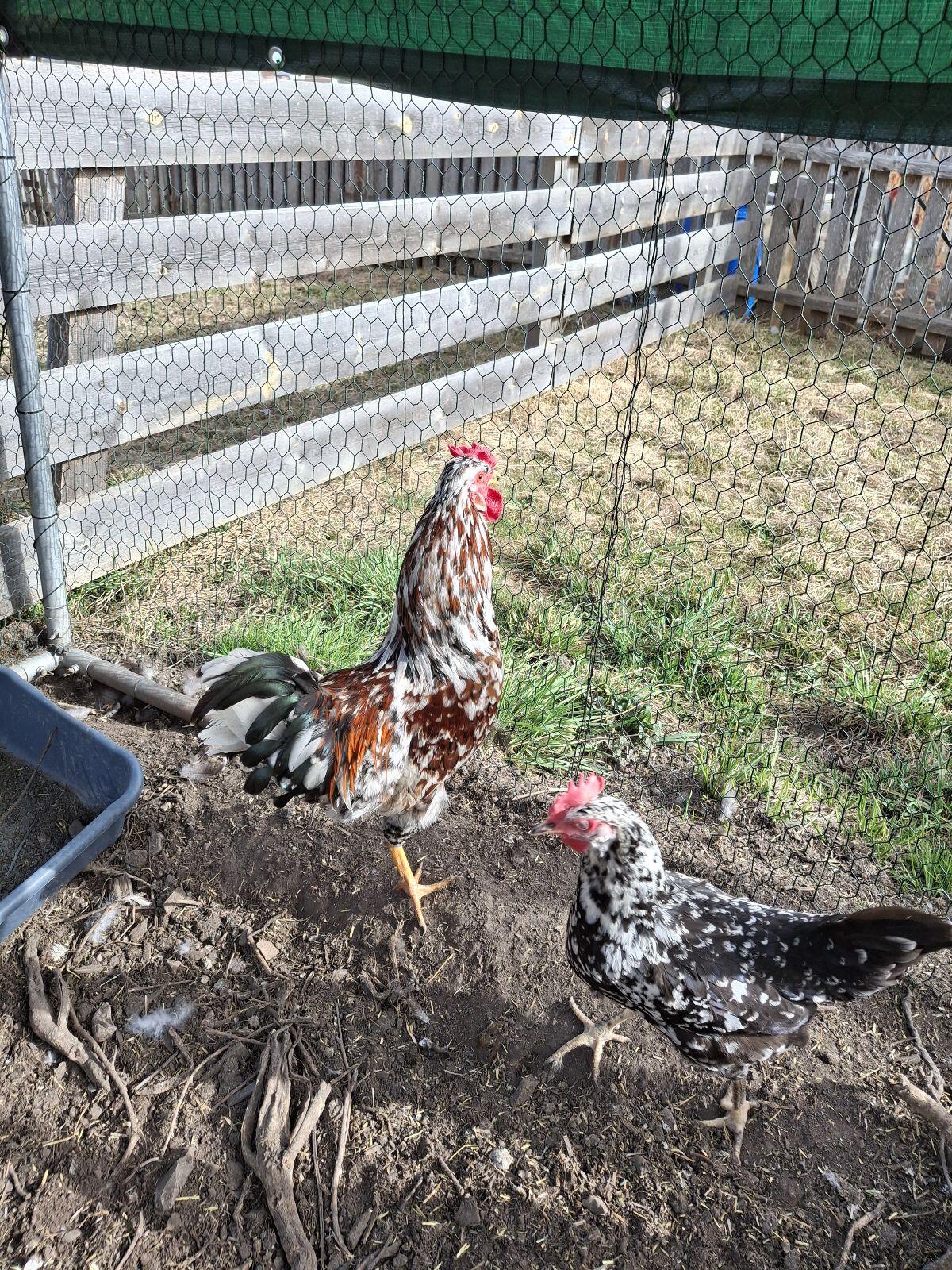 Schwedischer Blumenhahn 3