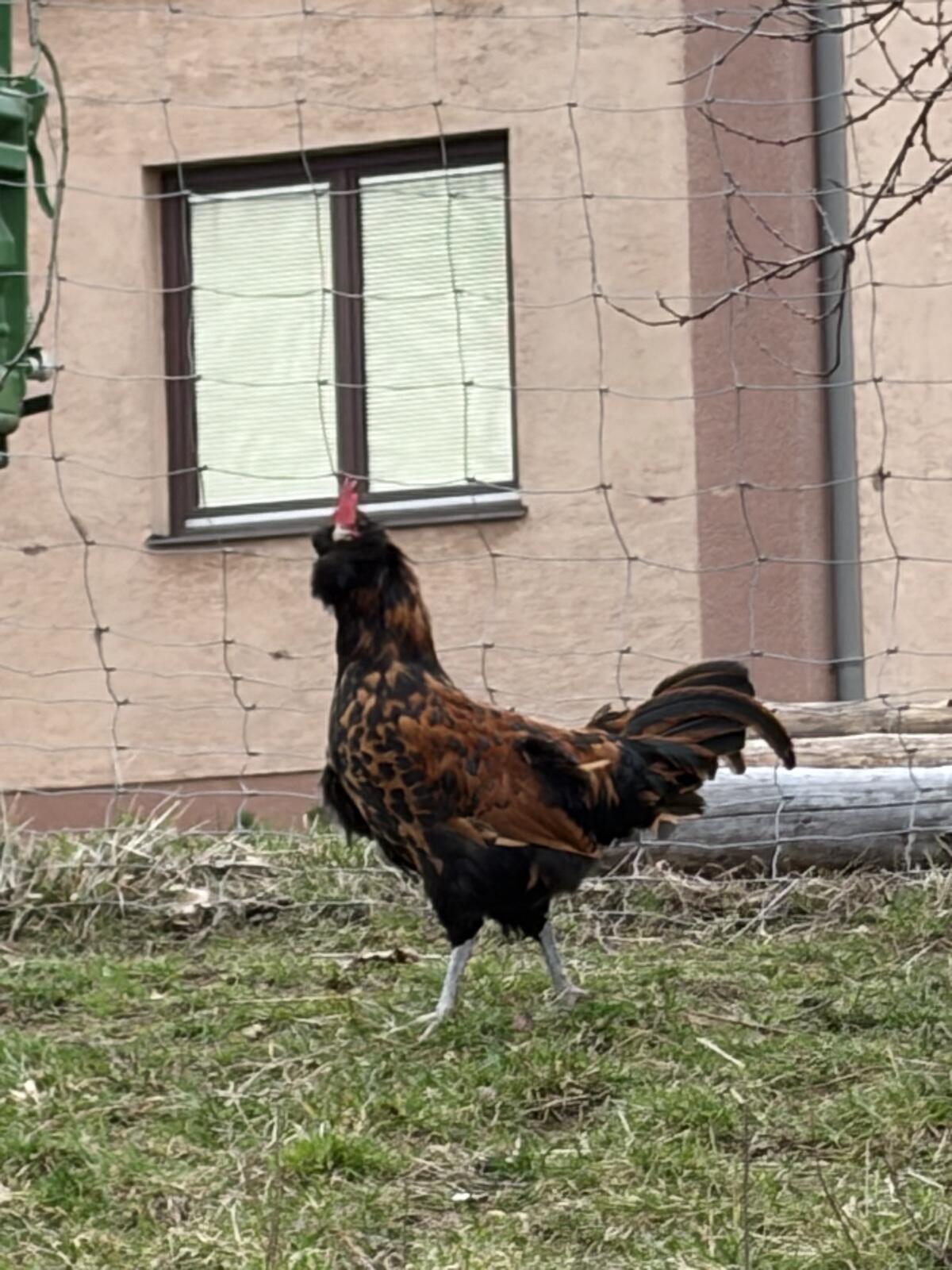 Thüringer Barthuhn Hähne 2