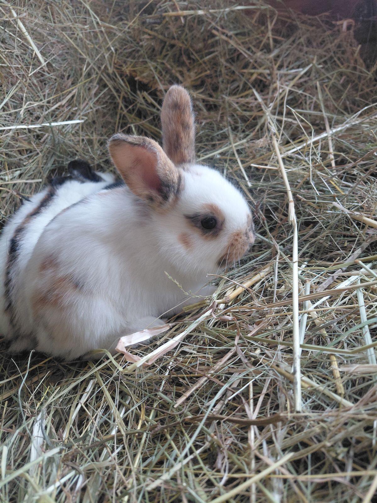 Dreifarbenschecken 2