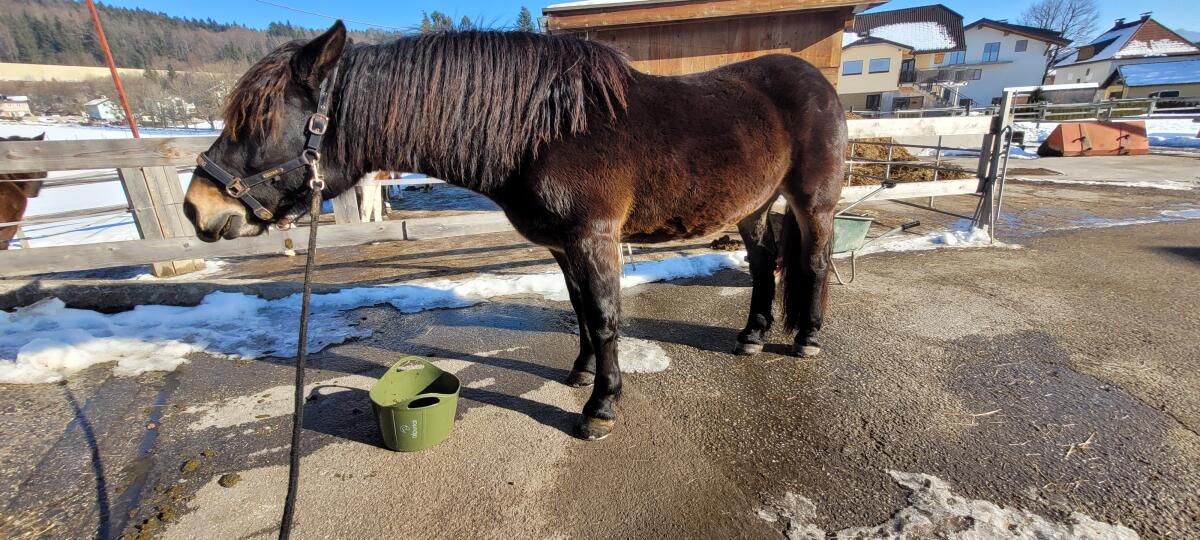 Granit Vulkan, 5-jähriger Noriker Wallach 3