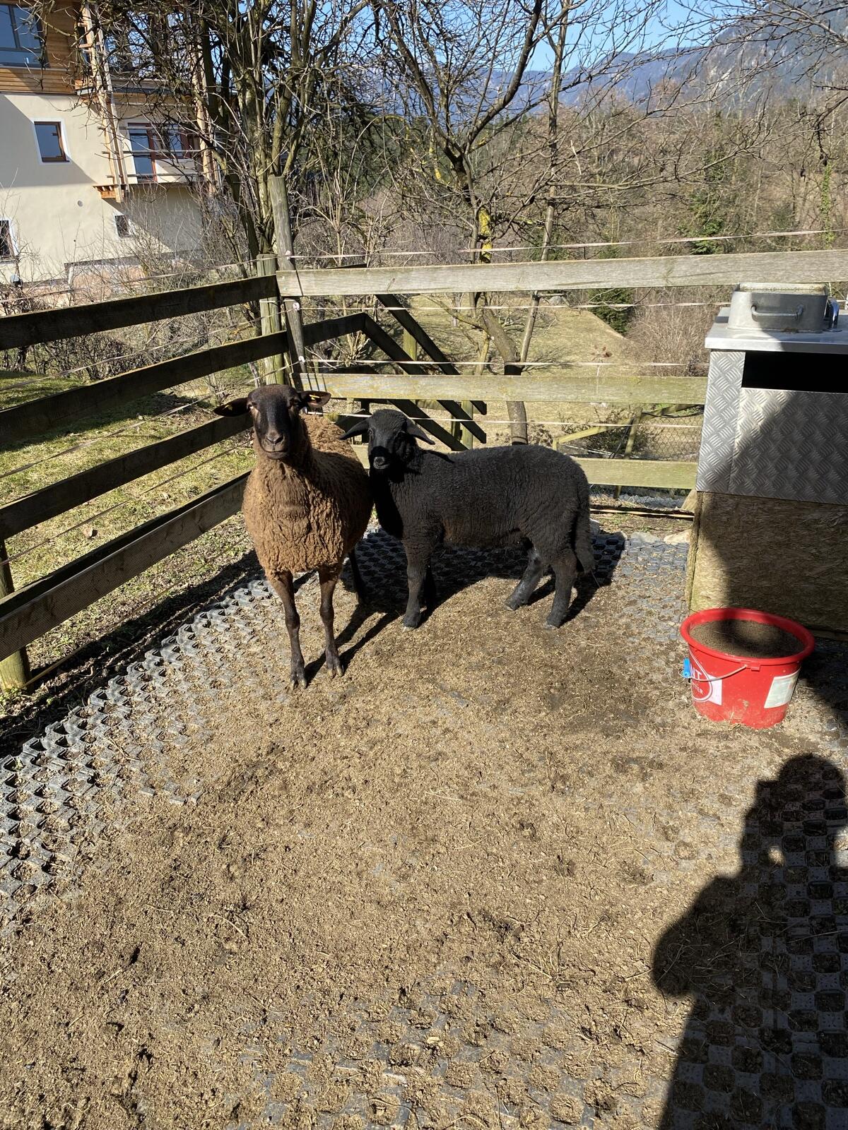 Verkaufe Widderlamm 2