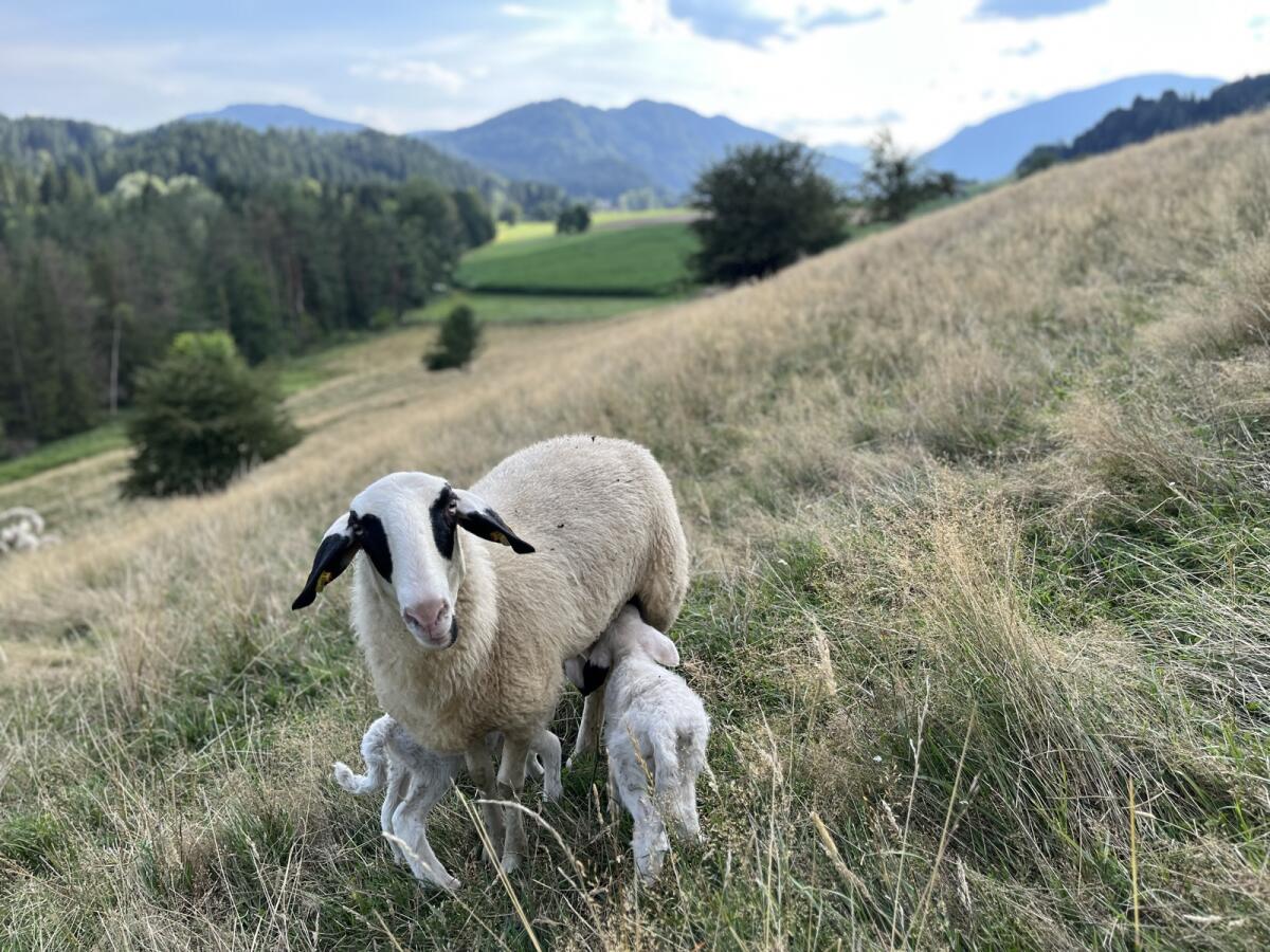 Kärntner Brillenschaf Mutterschafe 3