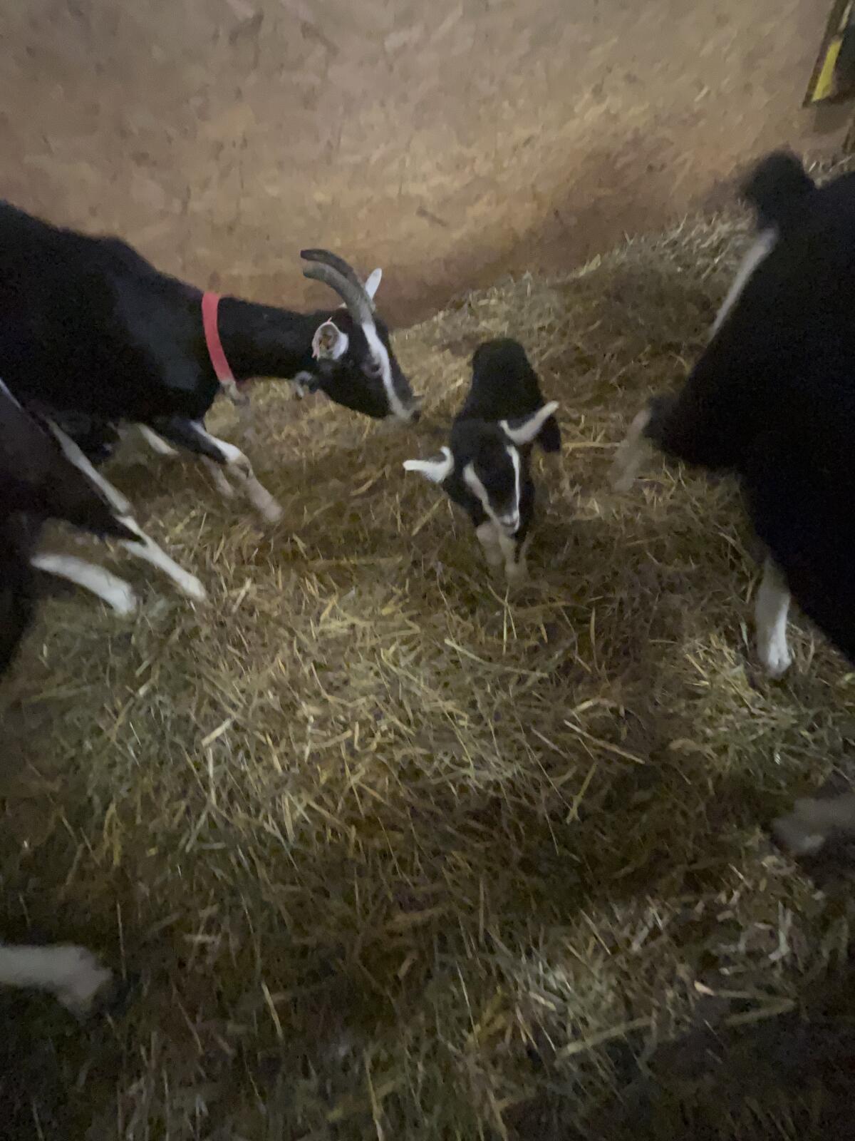 Junge Strahlenziegen 3