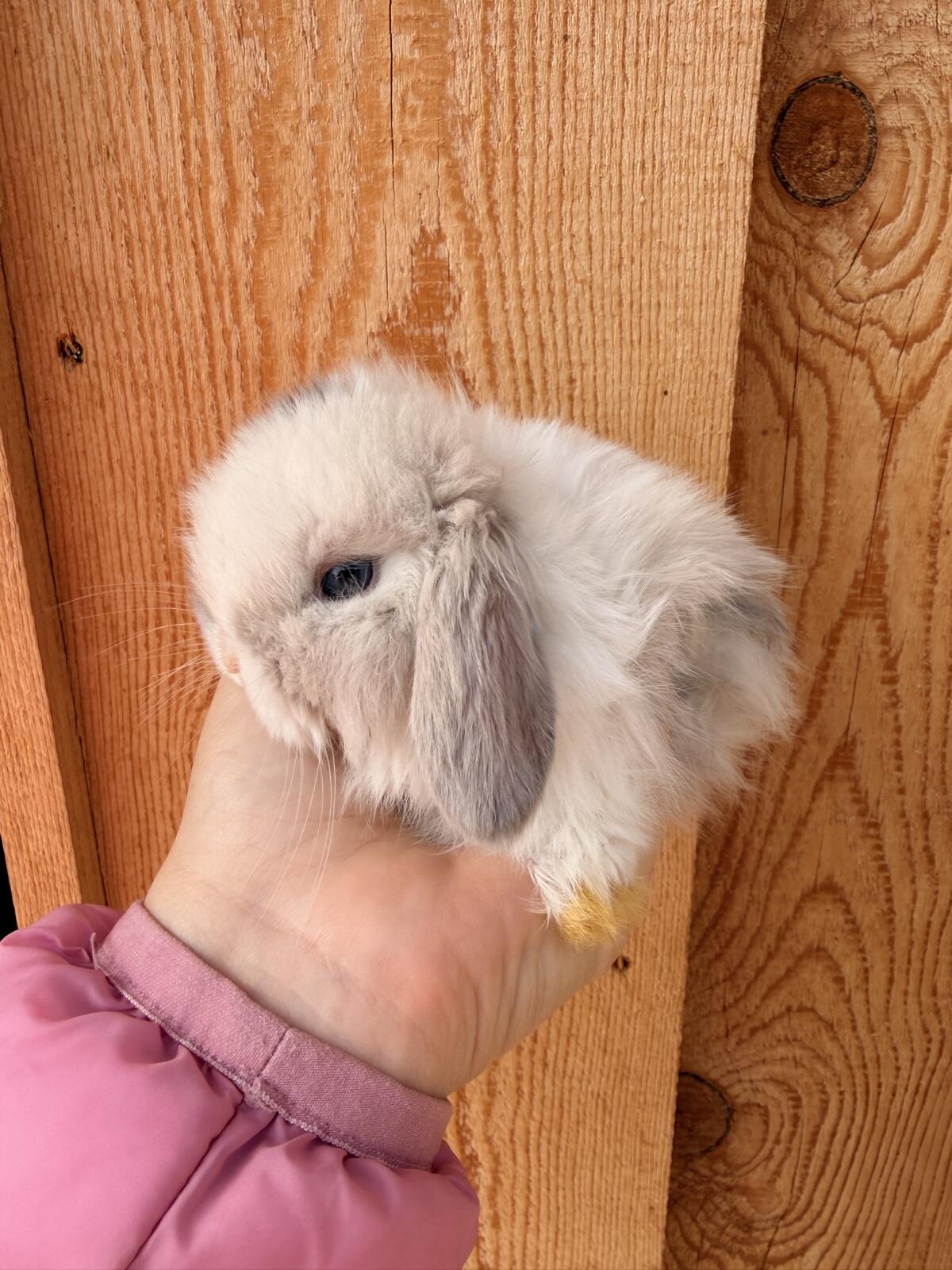 Junge Minilop Kaninchen 2