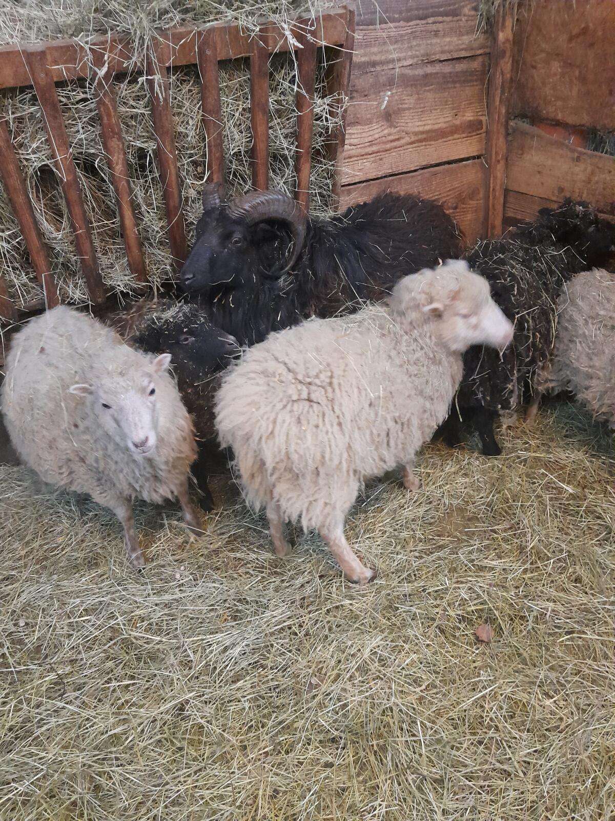 Zwergschaf Widder 2