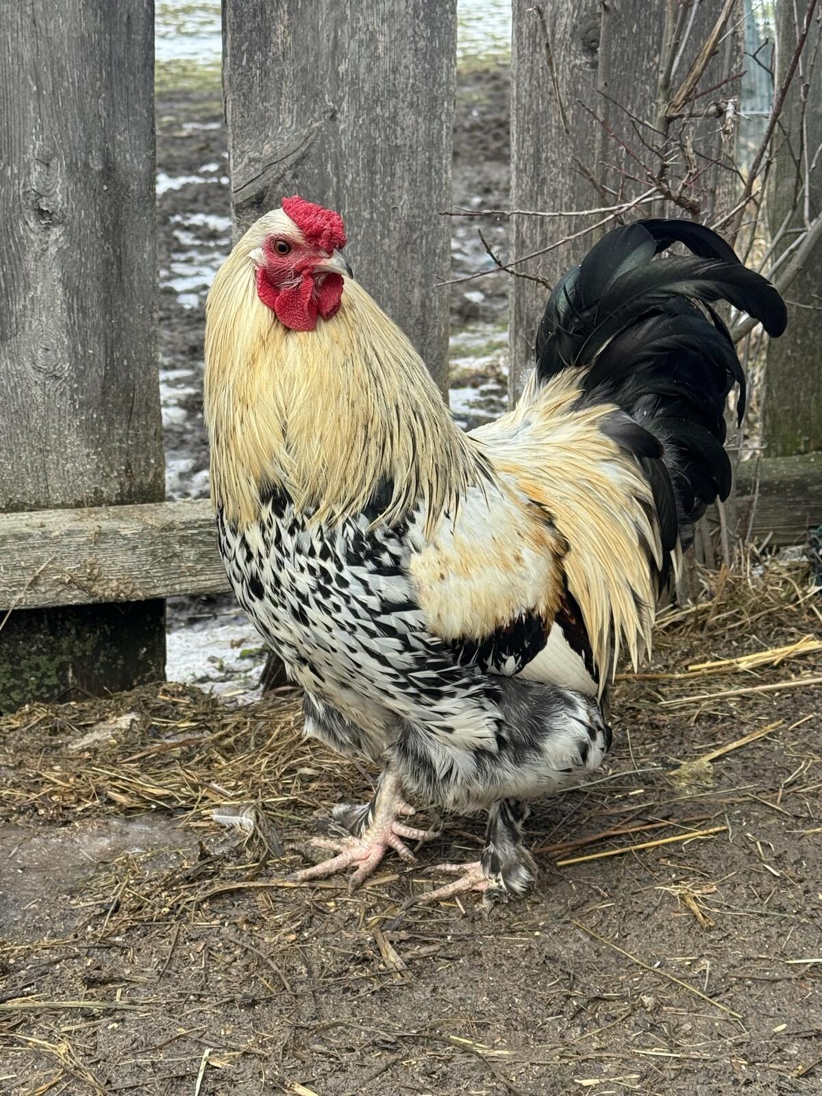 Wunderschöne Hähne an gute Plätze abzugeben 3