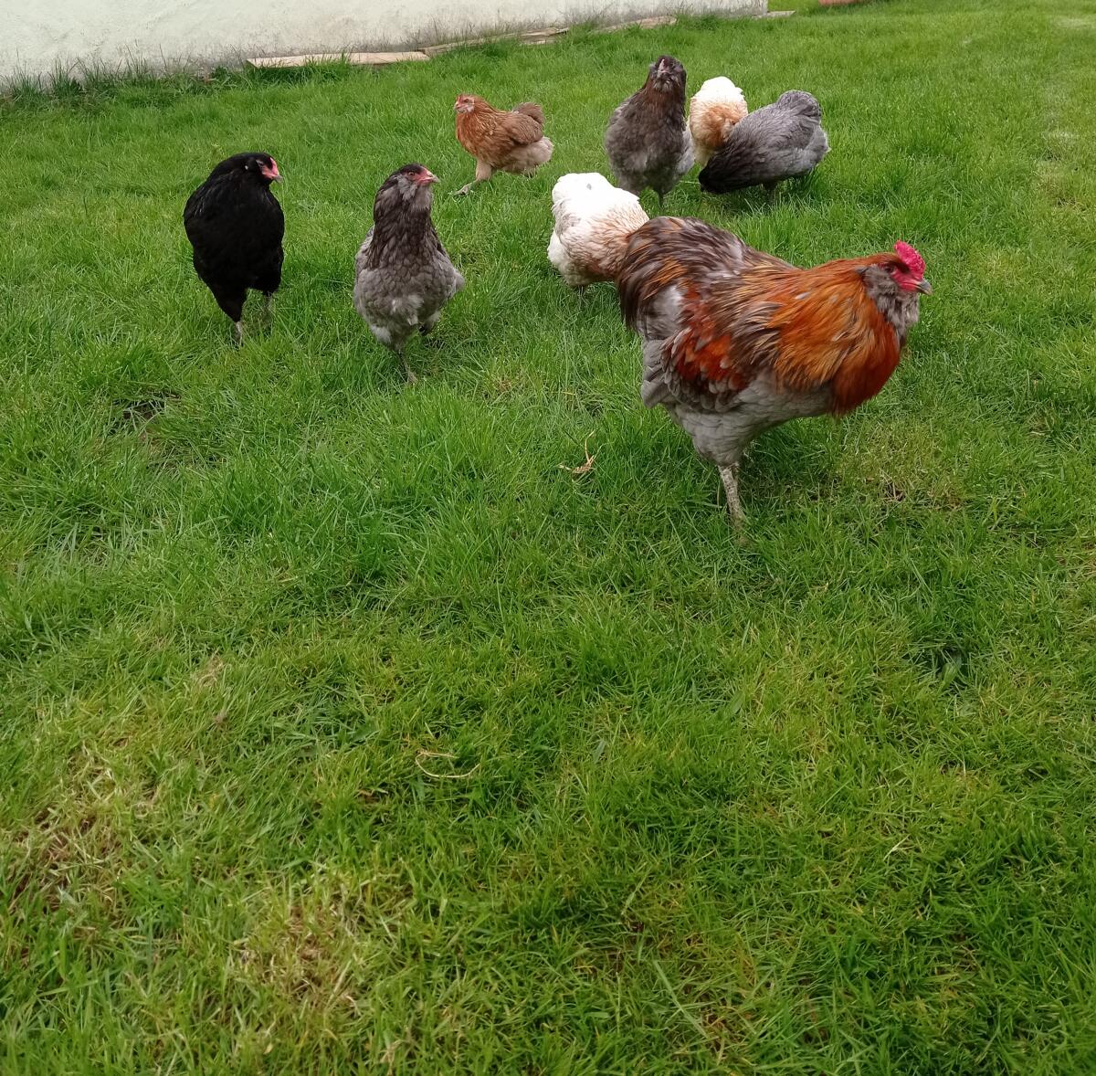 Araucana Bruteier Grünleger 3