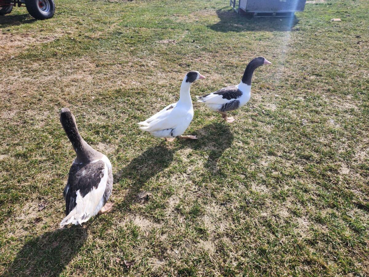 Pommerngänse 3