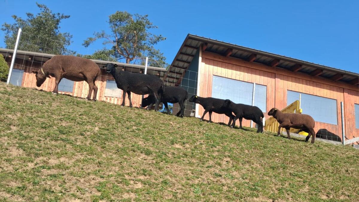 Jura Lämmer männlich 2