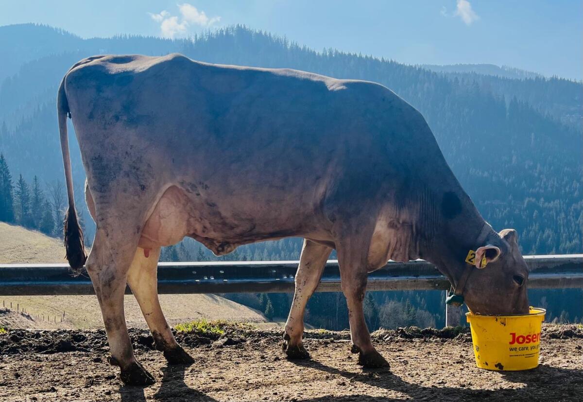 Brown Swiss Erstkalbskuh 2