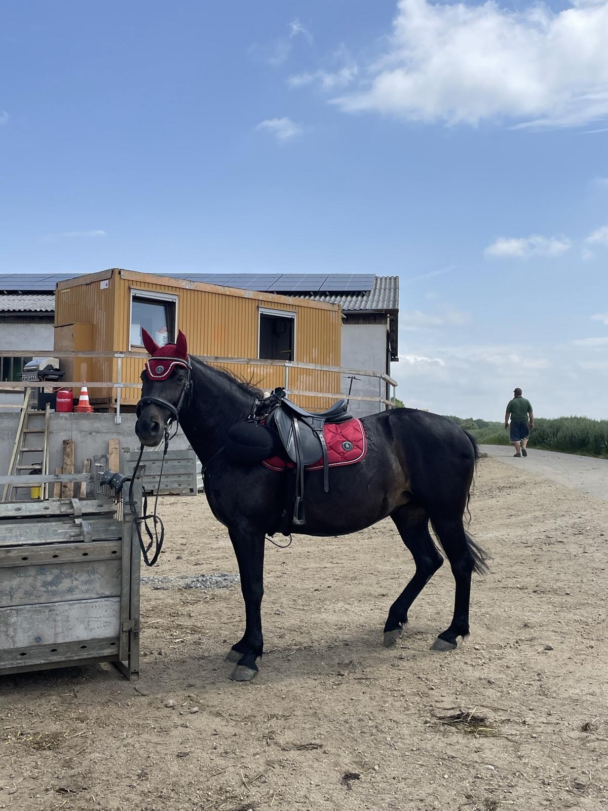 Wunderschöne Rappstute 2