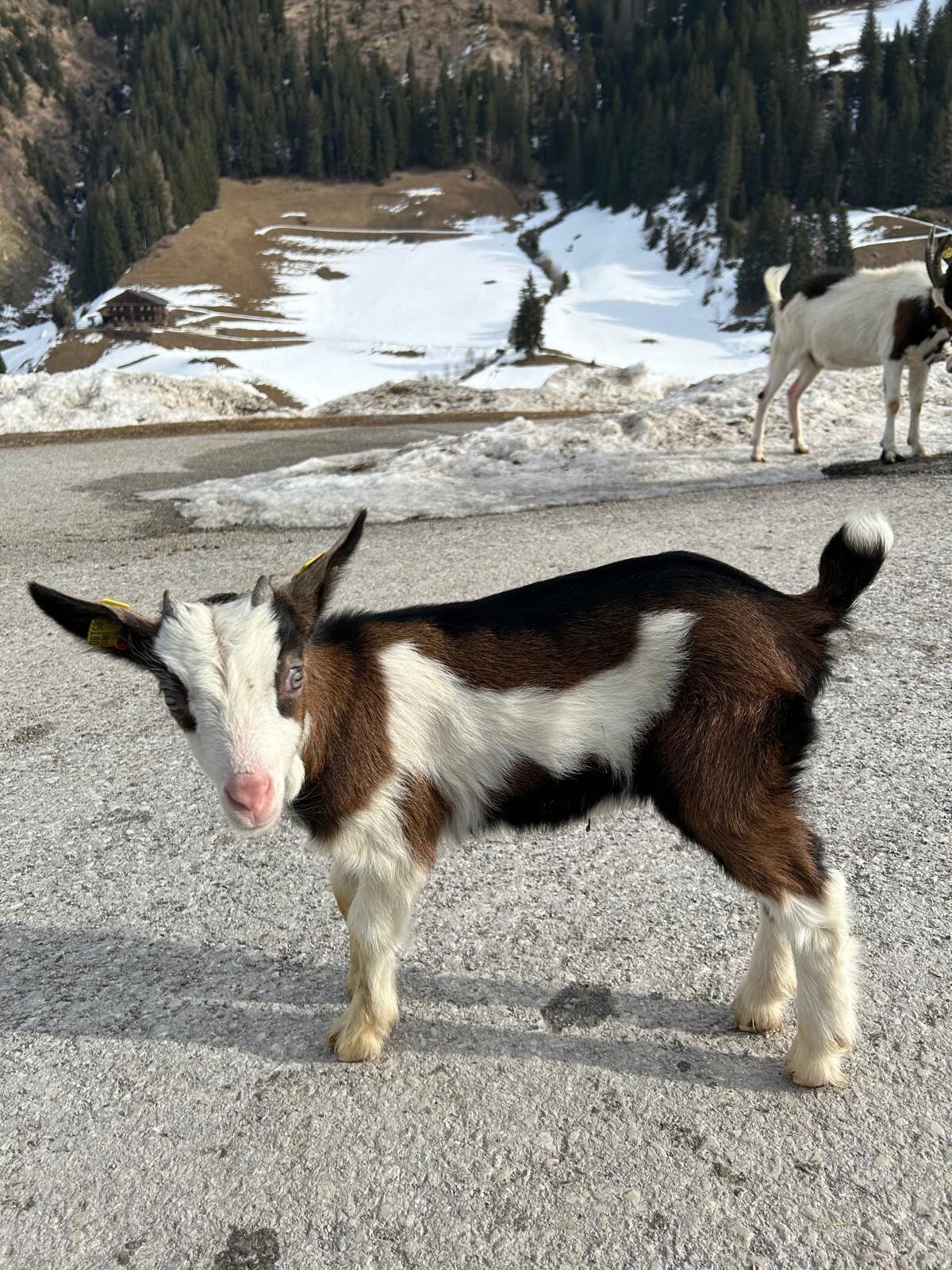 Tauernschecken-Kitz 3