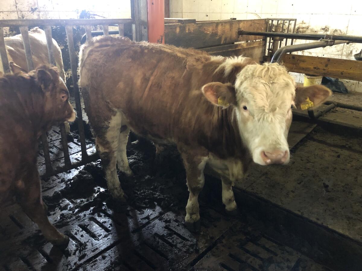 Fleckvieh Jungstier 2