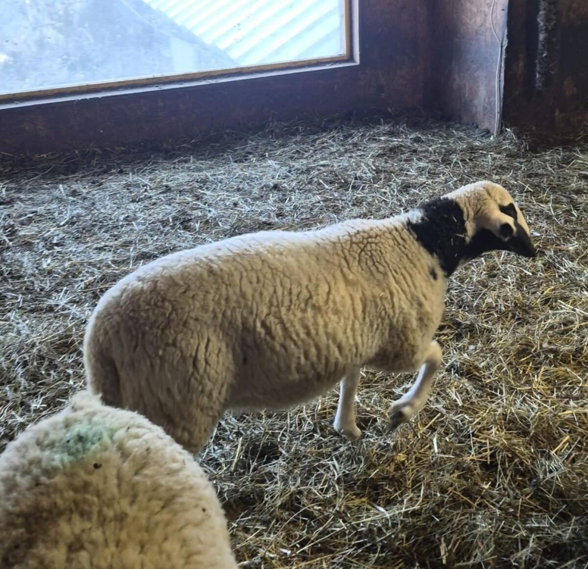 Mischlingslämmer (Bio) 2