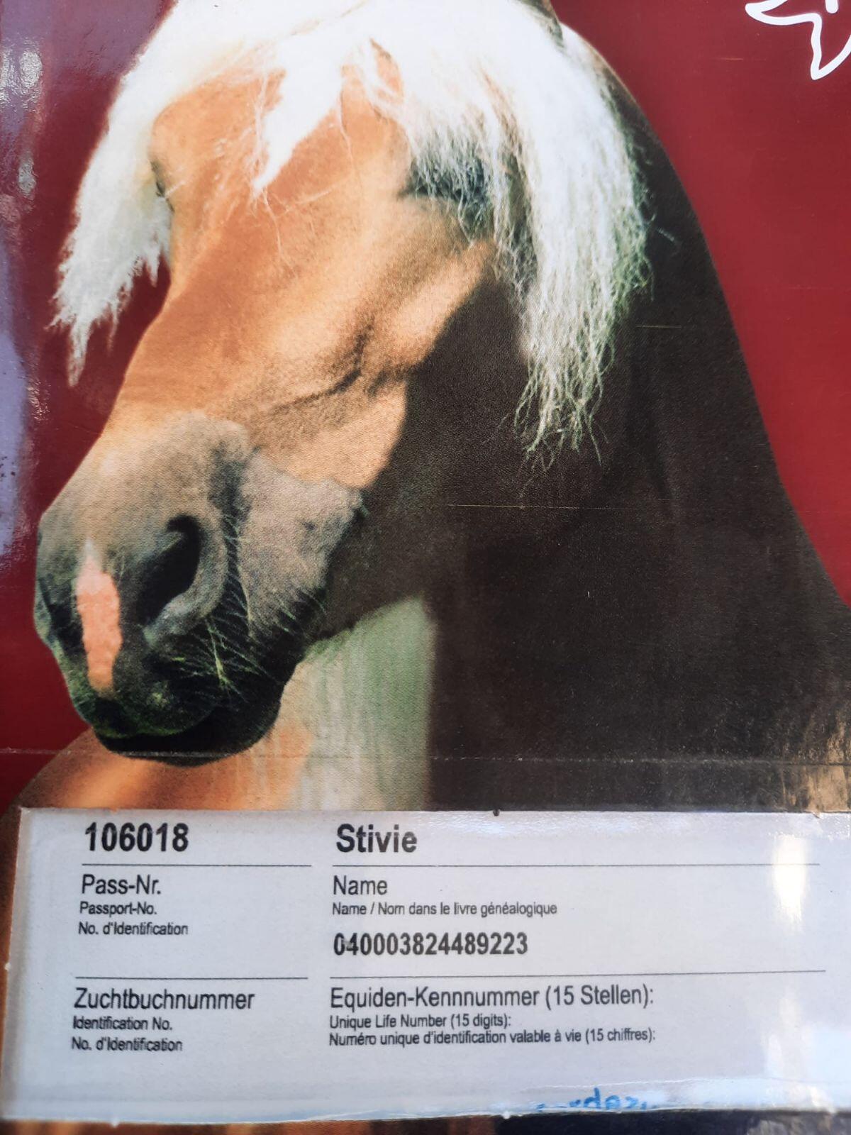 Haflinger Hengst Nicko 2