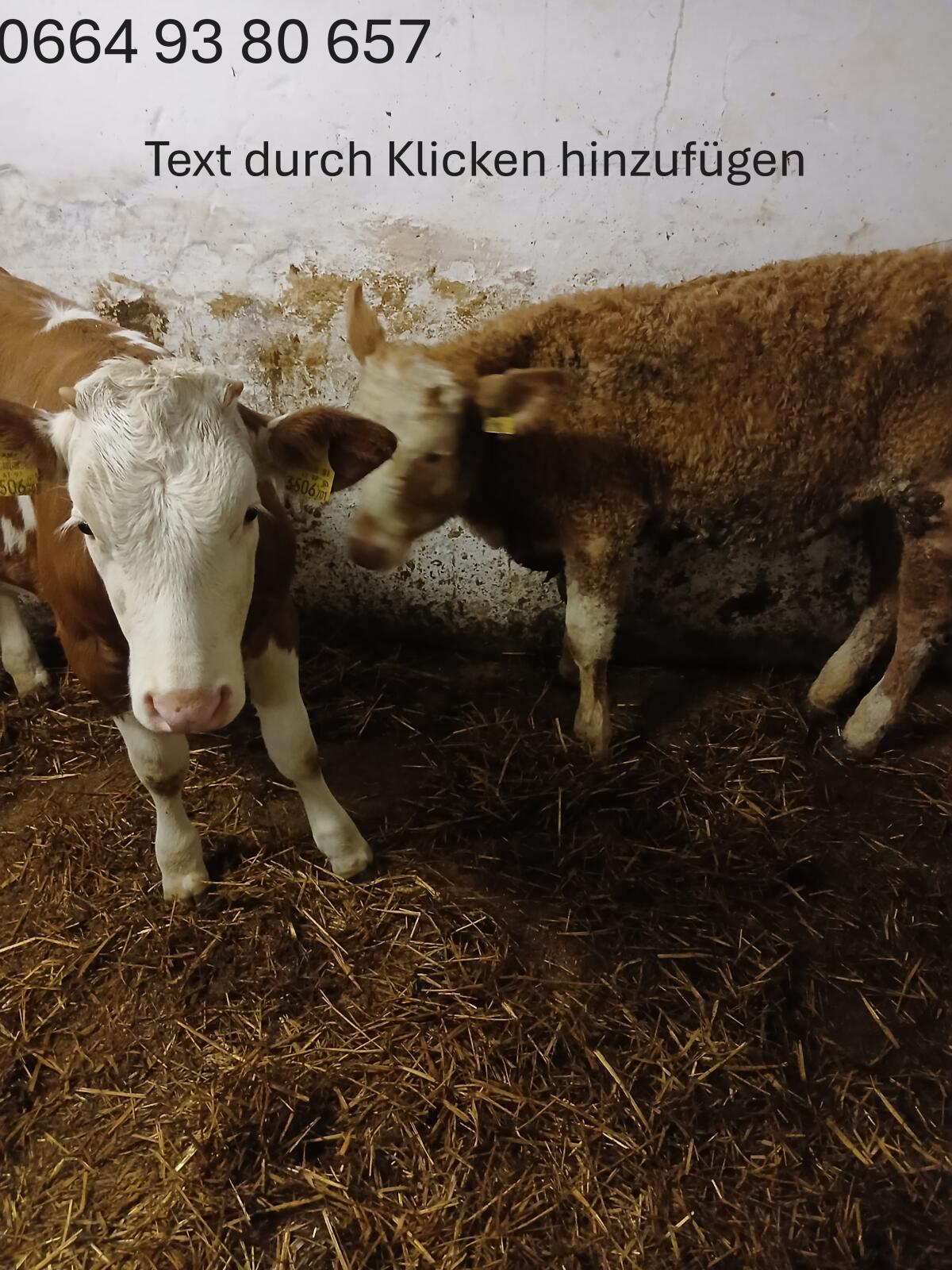 Einsteller-Kalbinnen 3