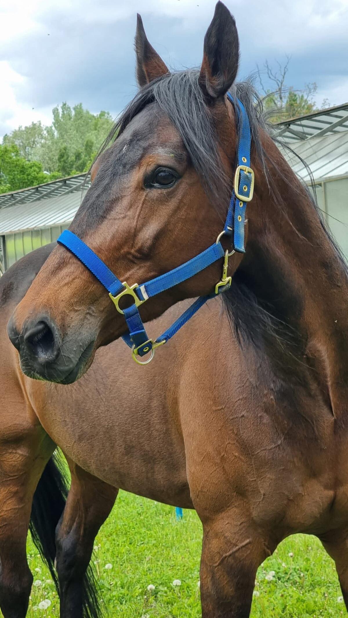 13-jähriger Traberwallach 2