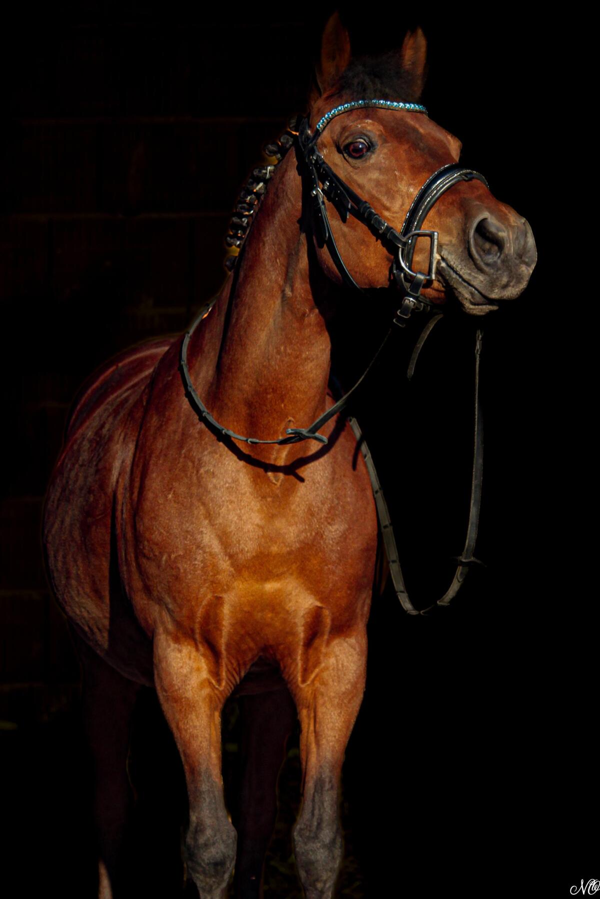 Polnisches Pony, 14 Jahre 2