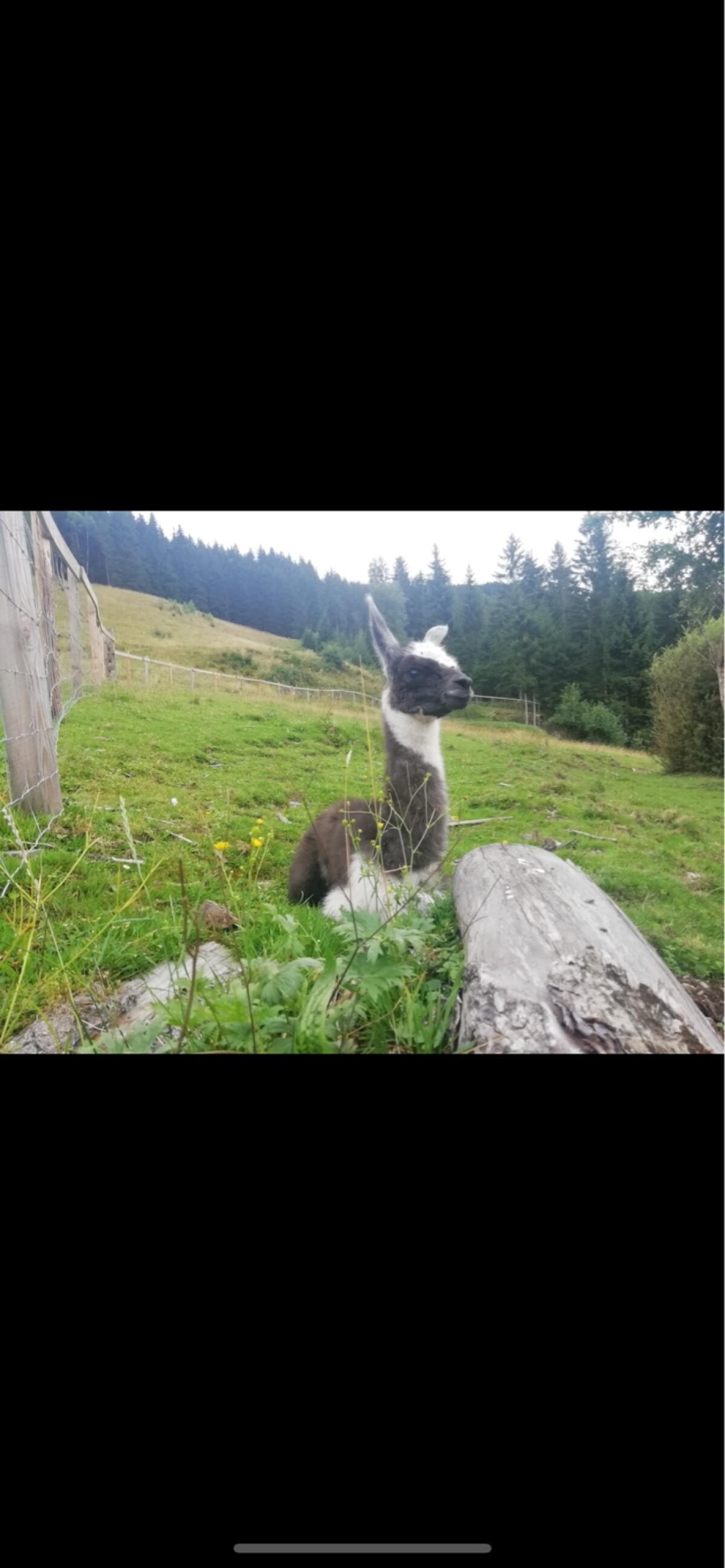 Lama Wallach Giovanni 2